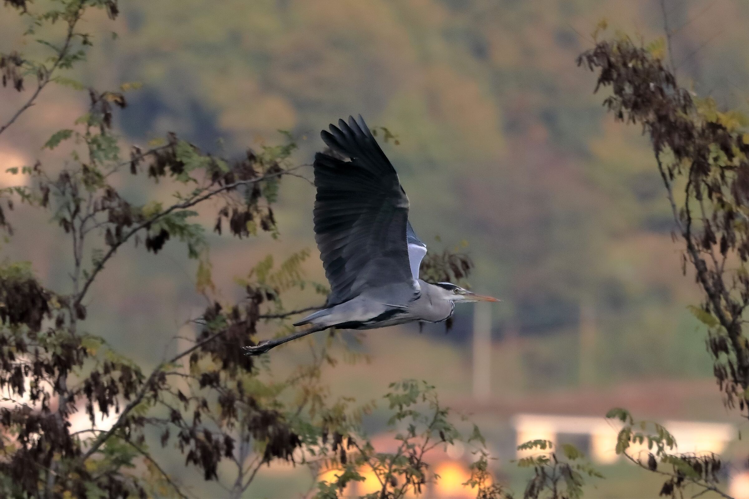 Cenerino 10-11-20220