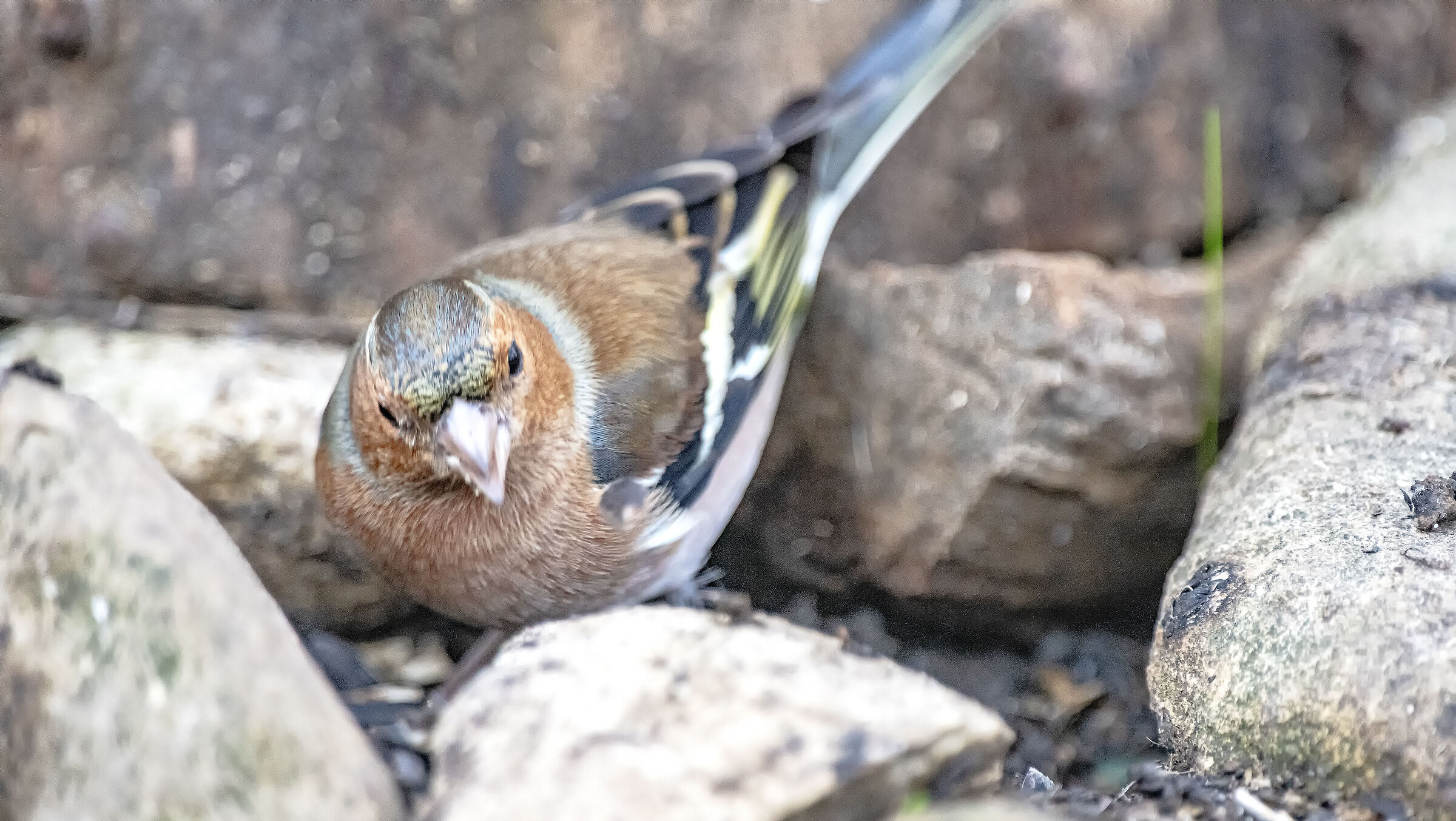 Chaffinch m.