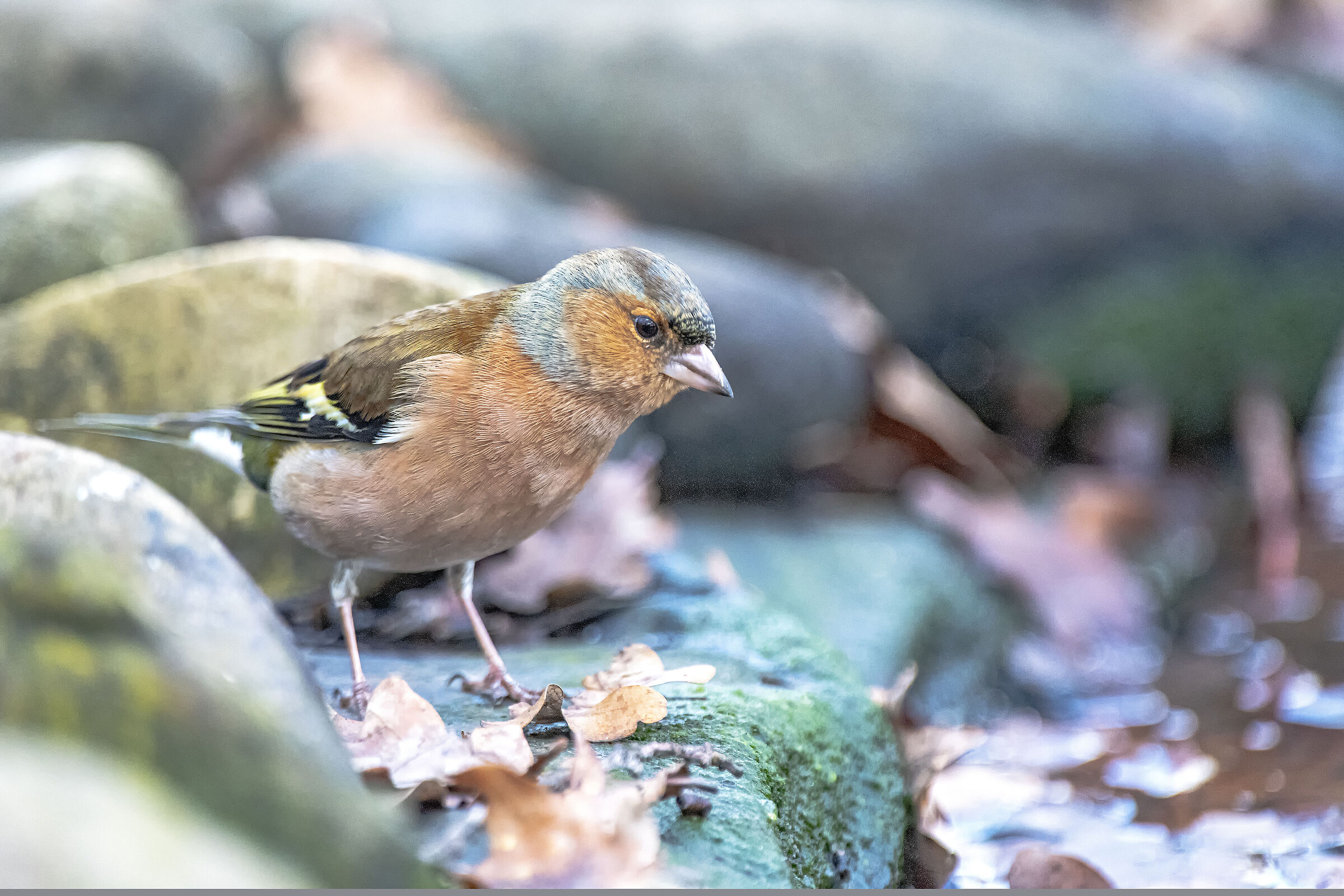 Drinking Chaffinch