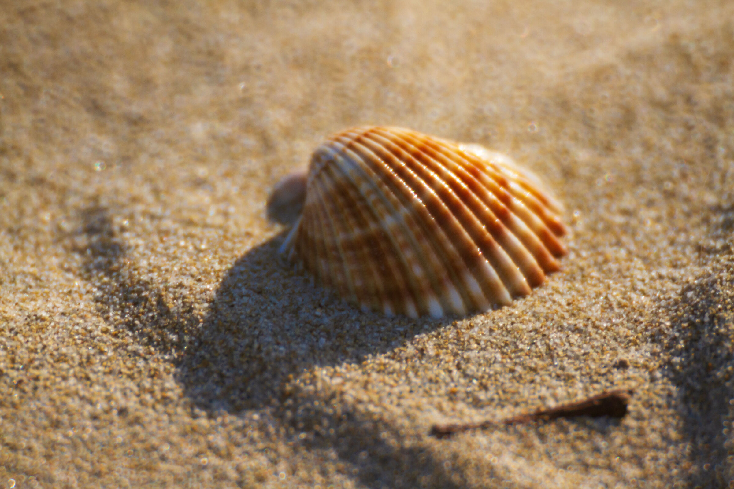 The Shell