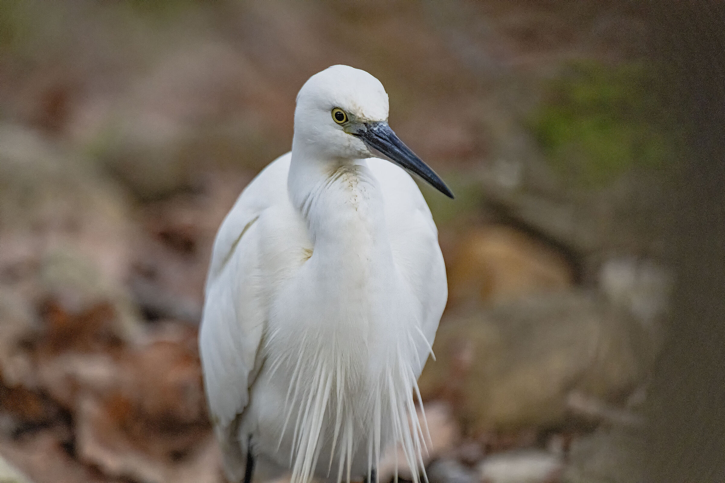 Egret
