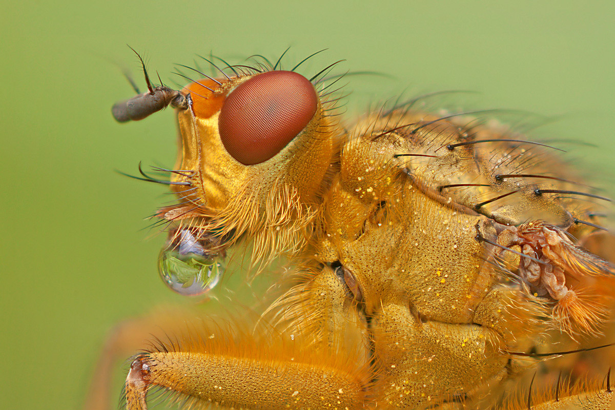 Scatophaga stercoraria