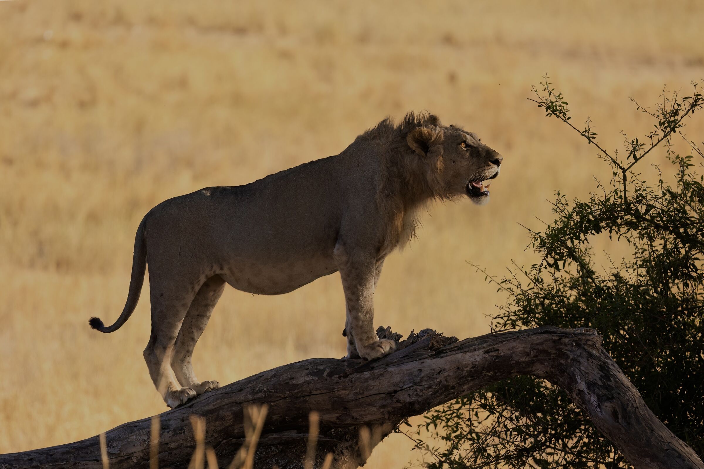 What remains of the day...