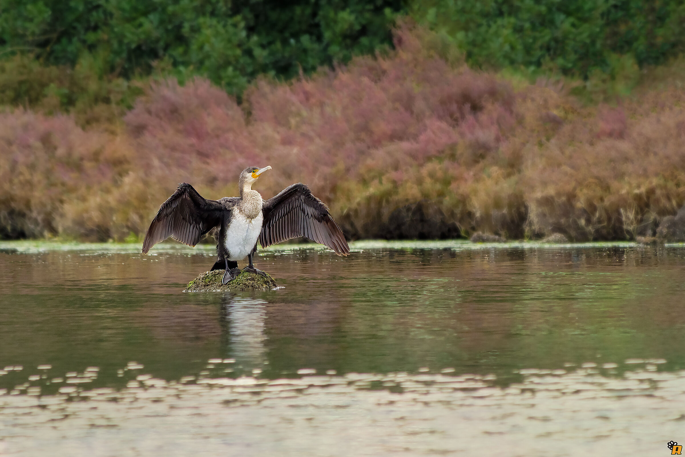 Cormorano