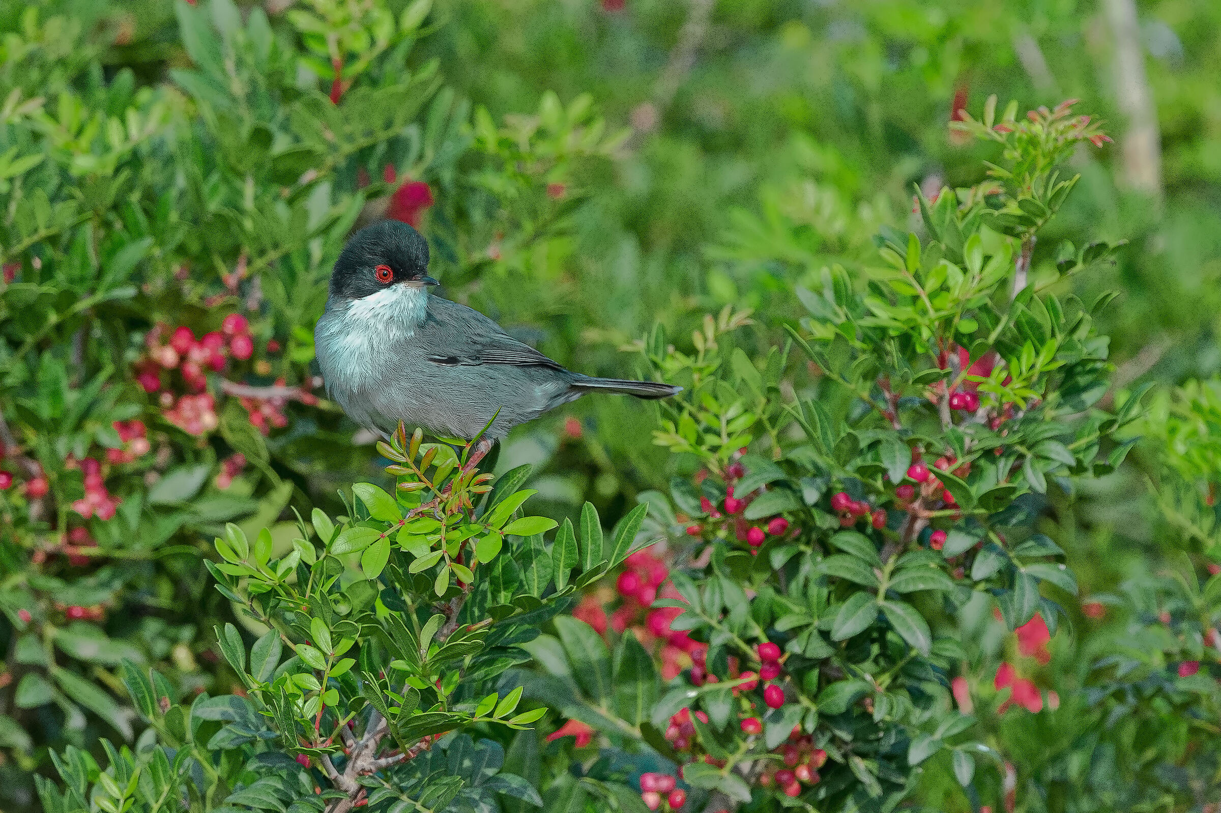 Occhiocotto