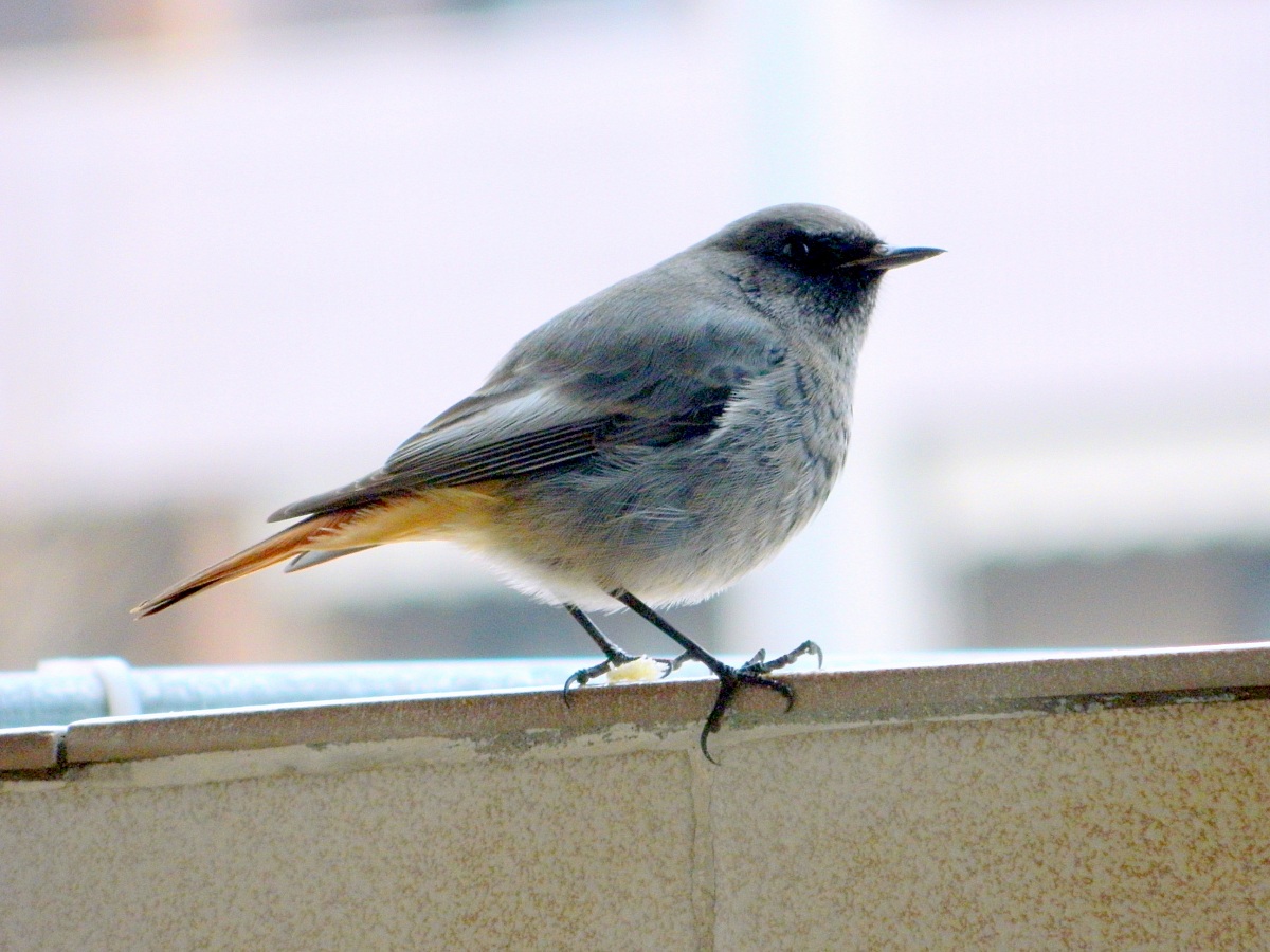 Black Redstart