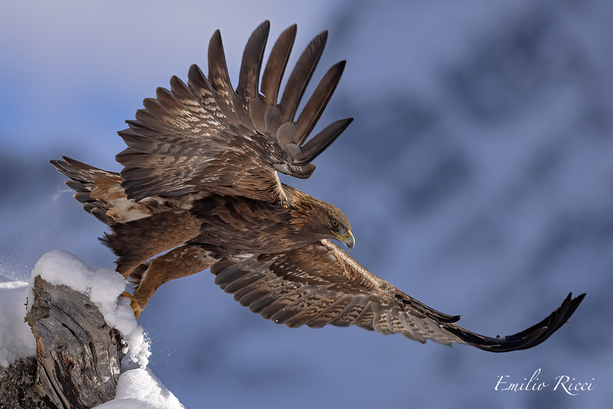 Golden eagle Italian Alps