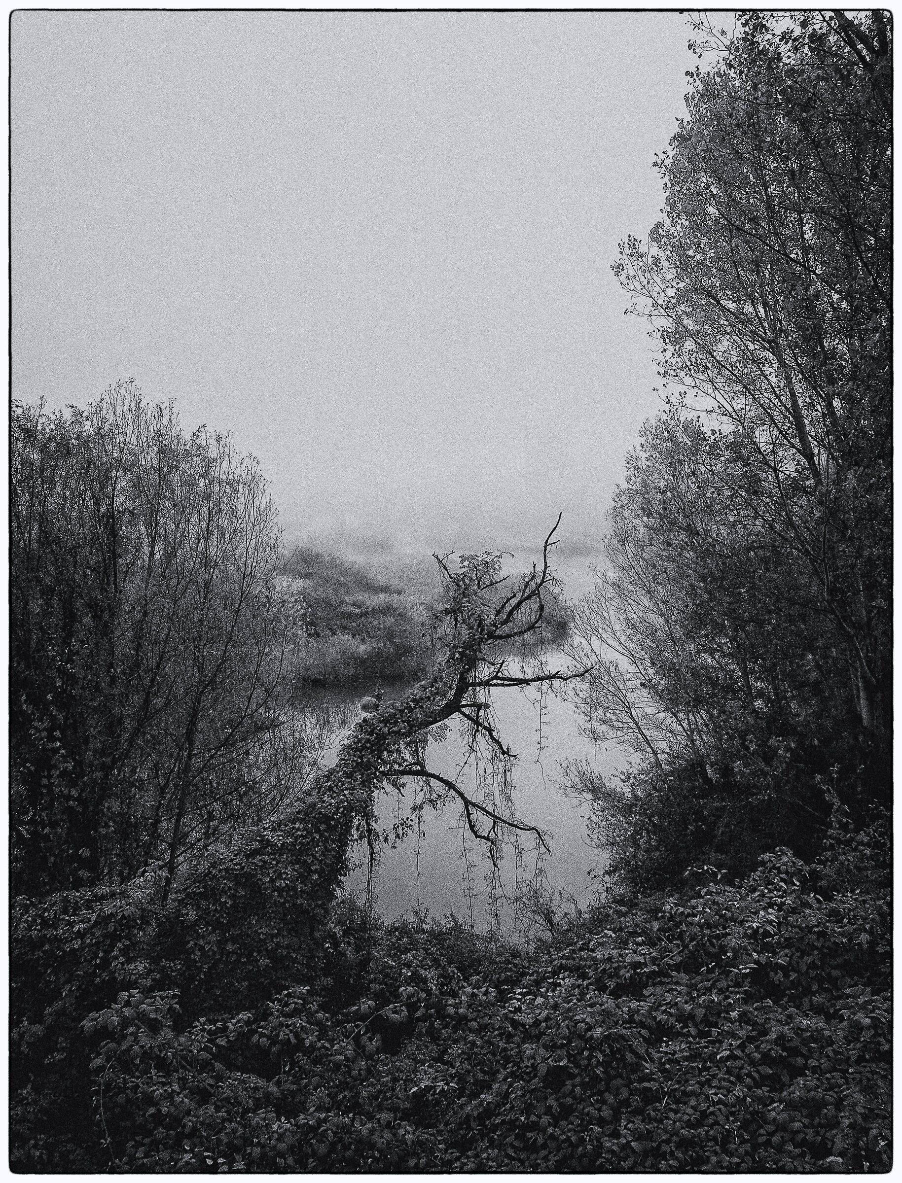 Fog on the Mortone dell'Adda