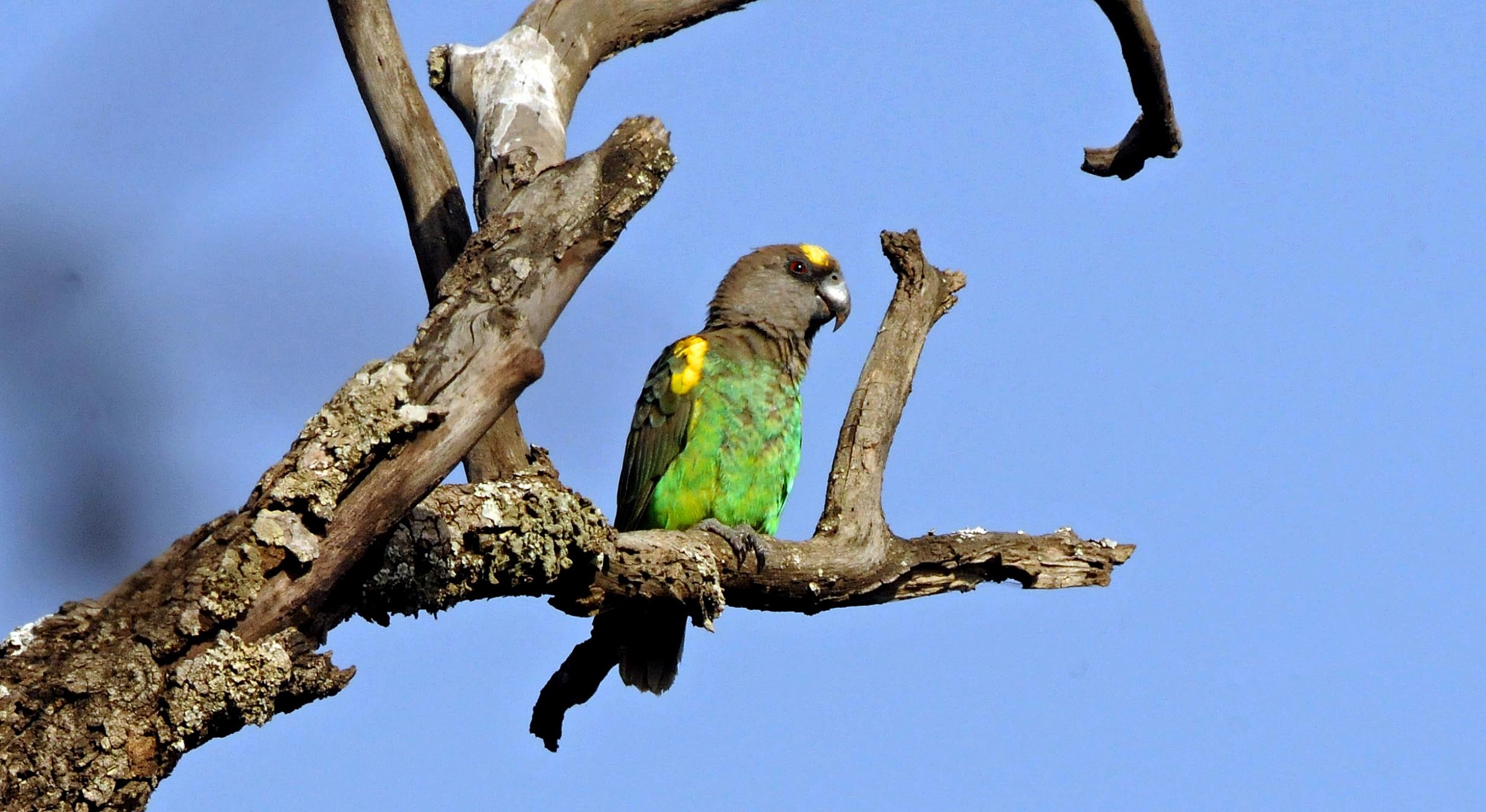Poicephalus flavifront