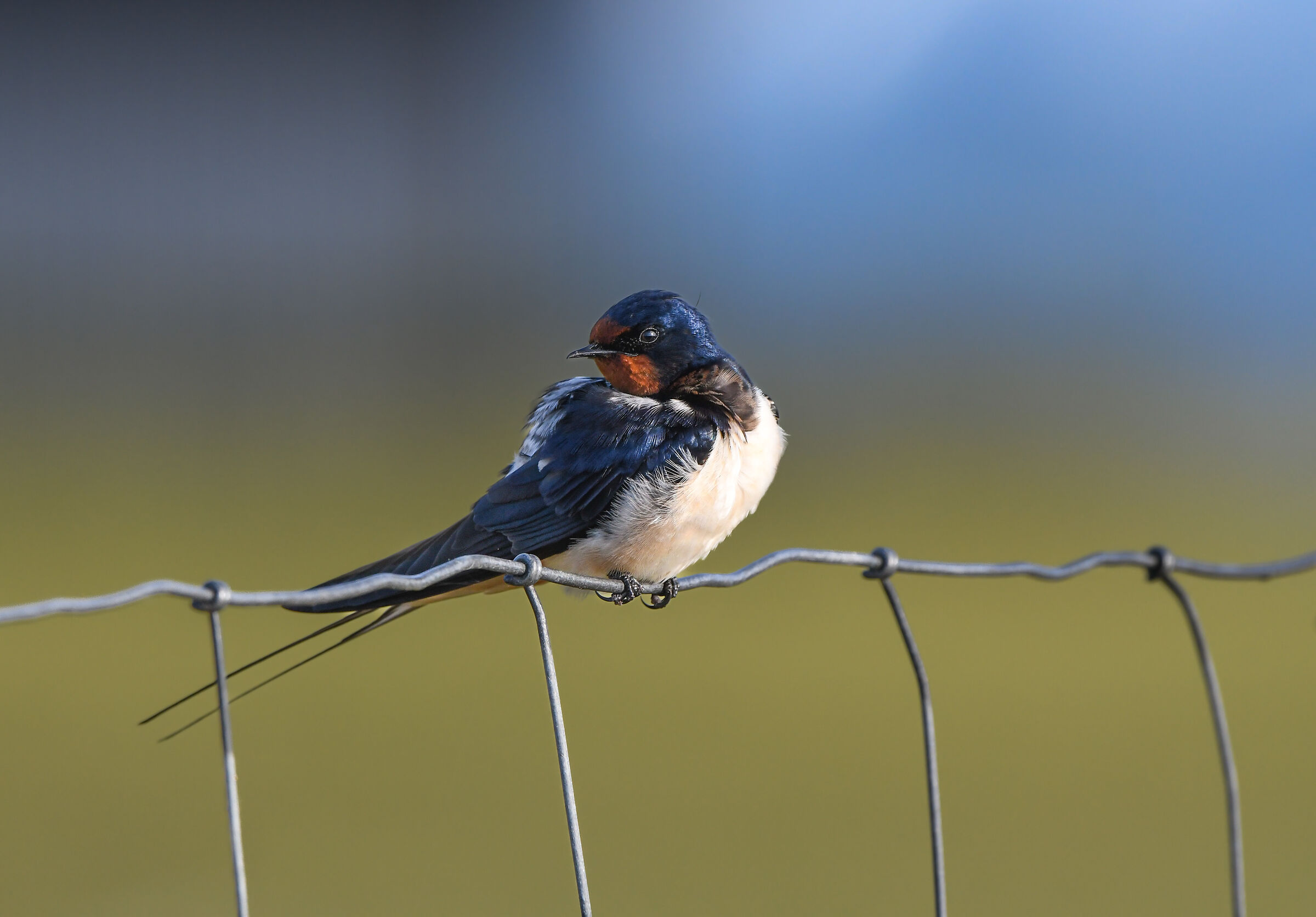 Swallow