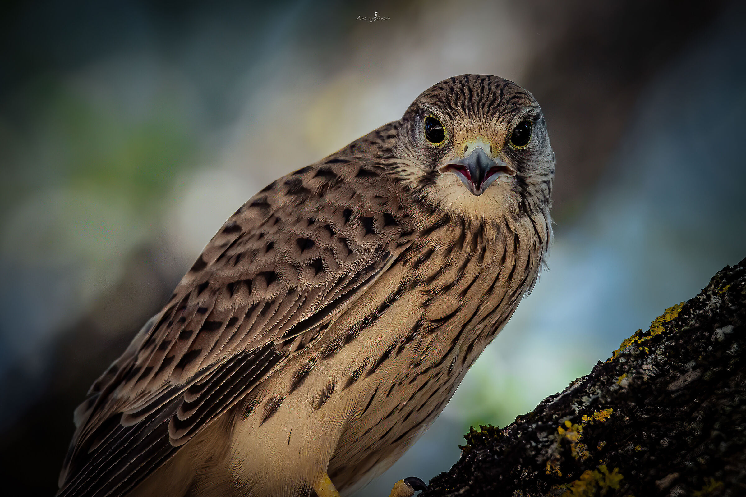 The beautiful "Kestrel".