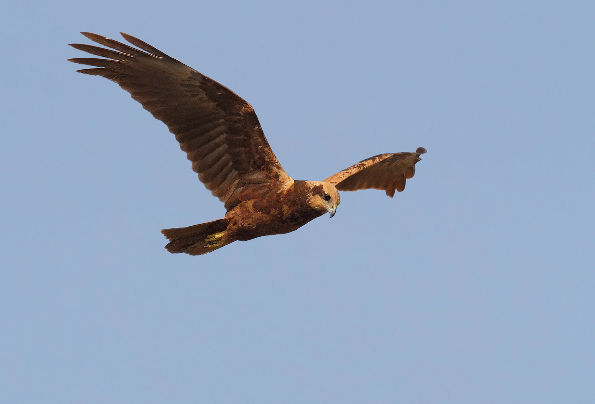 marsh harrier