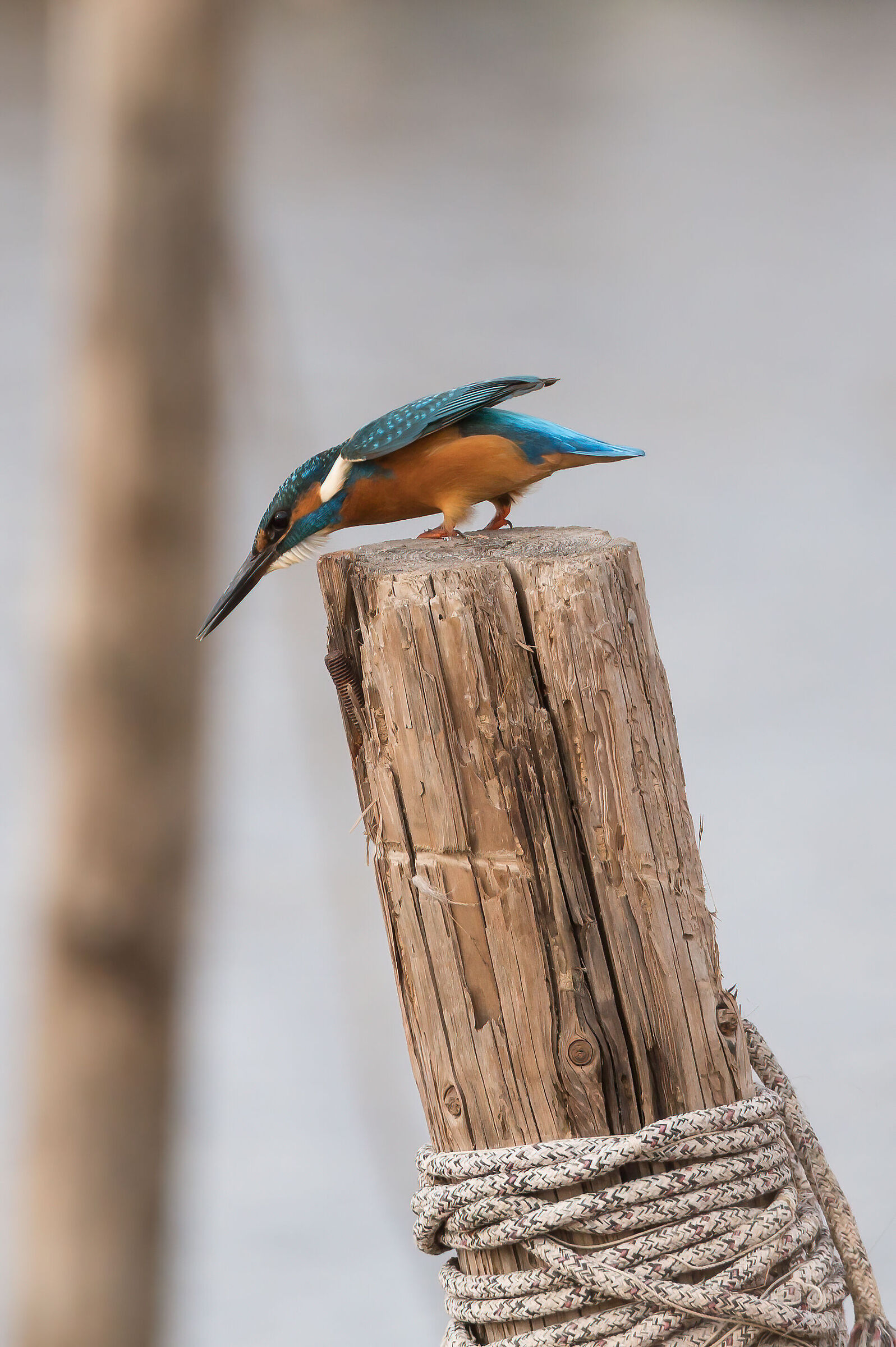Kingfisher