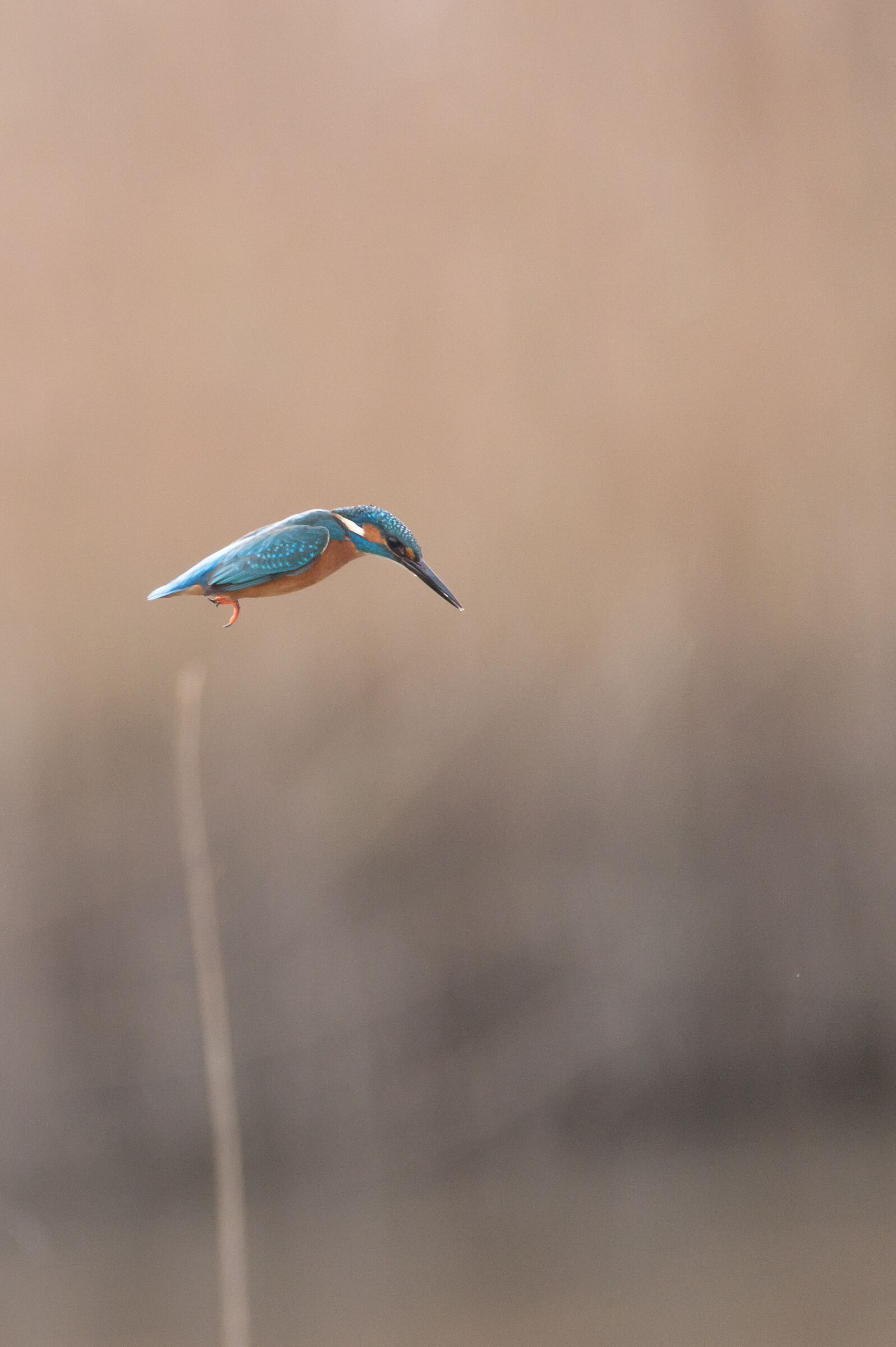 Kingfisher