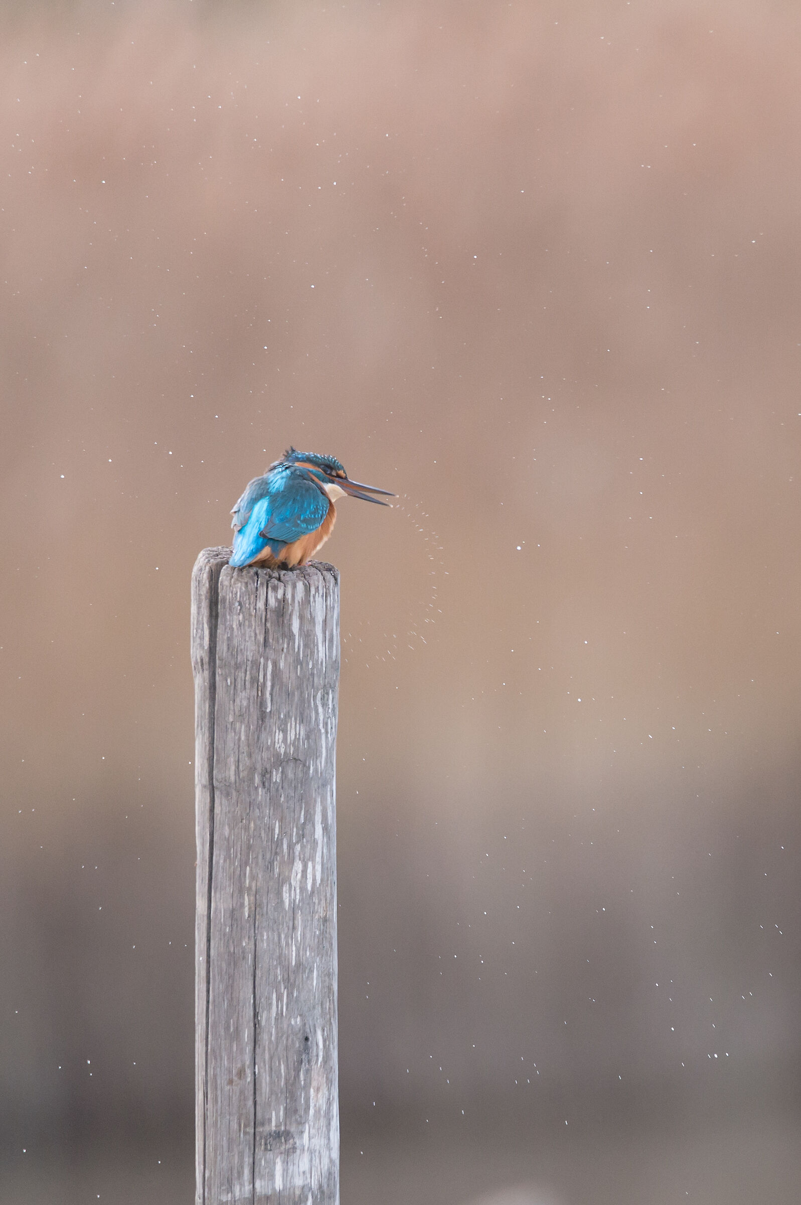 Kingfisher