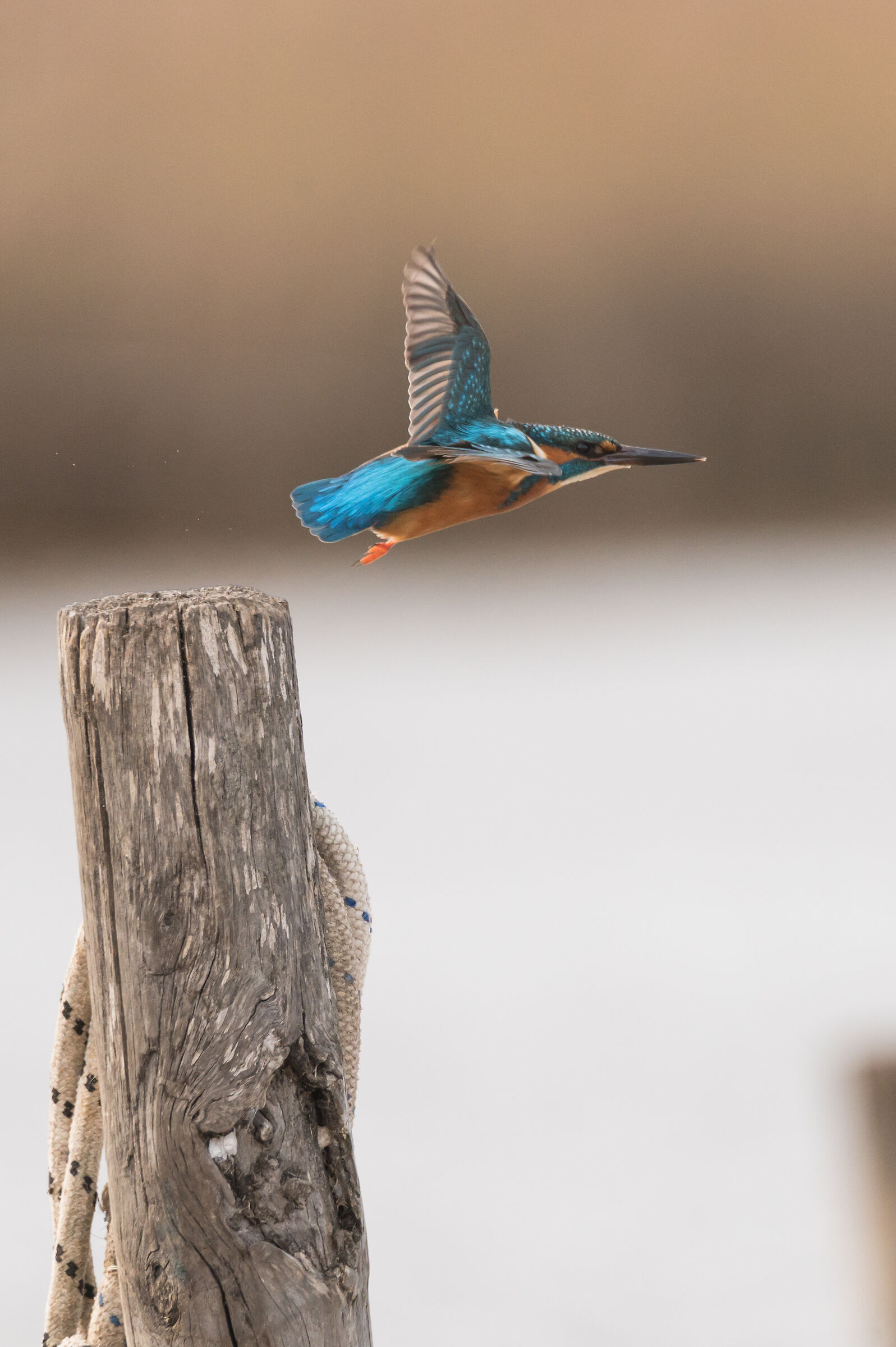 Kingfisher