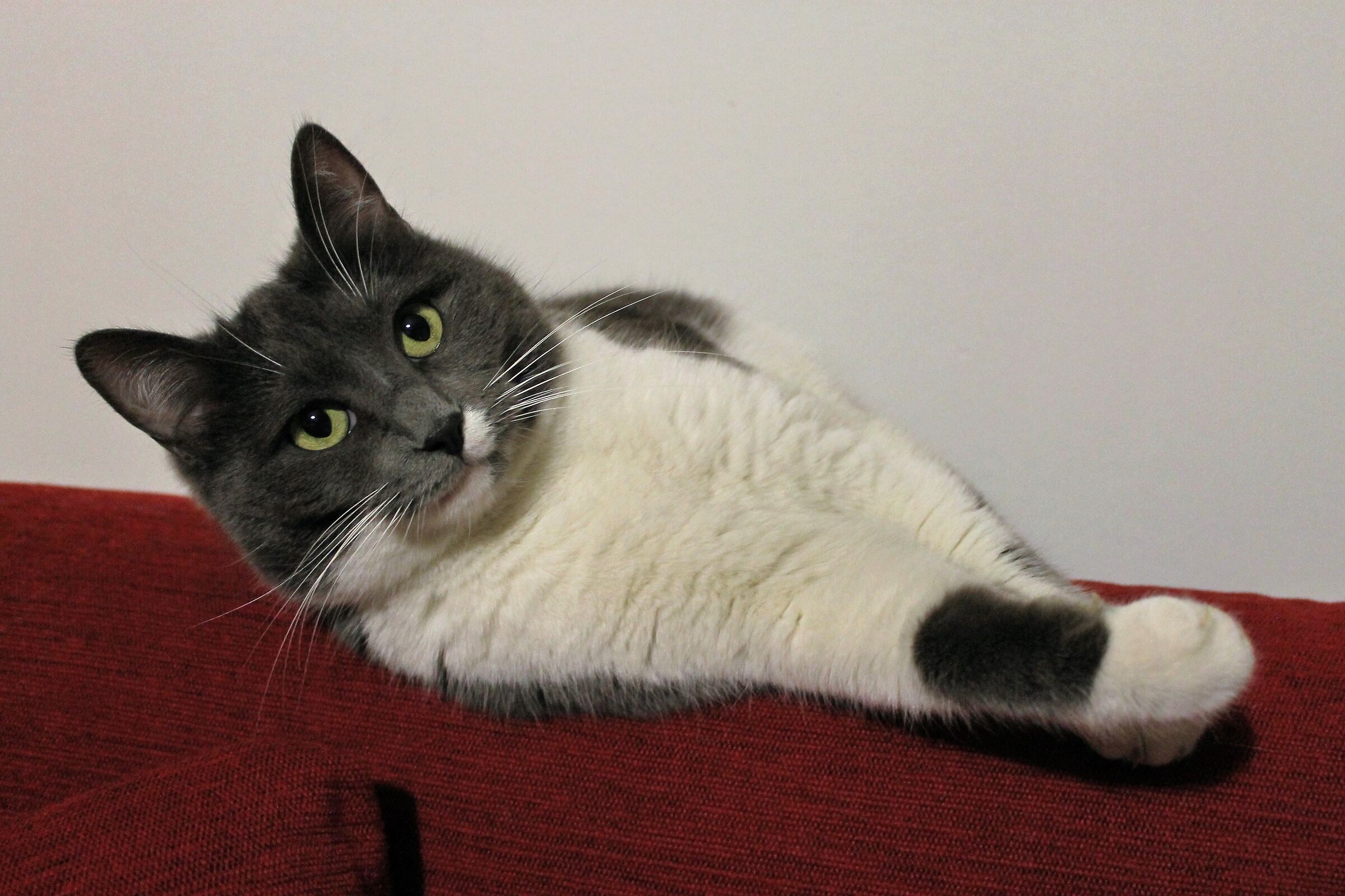 Minou