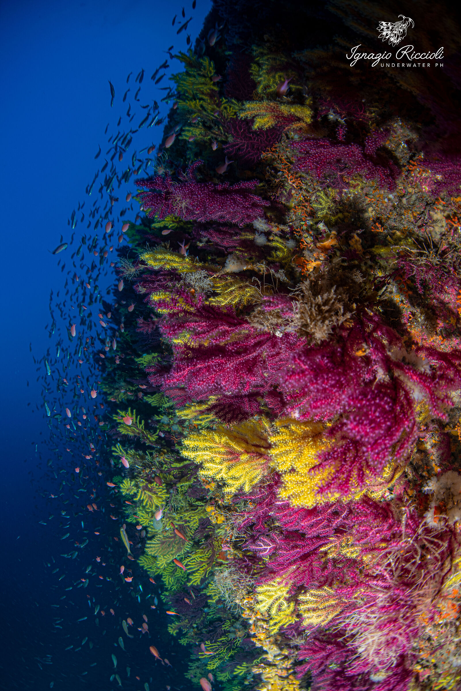 Paramuricea clavata bicolore