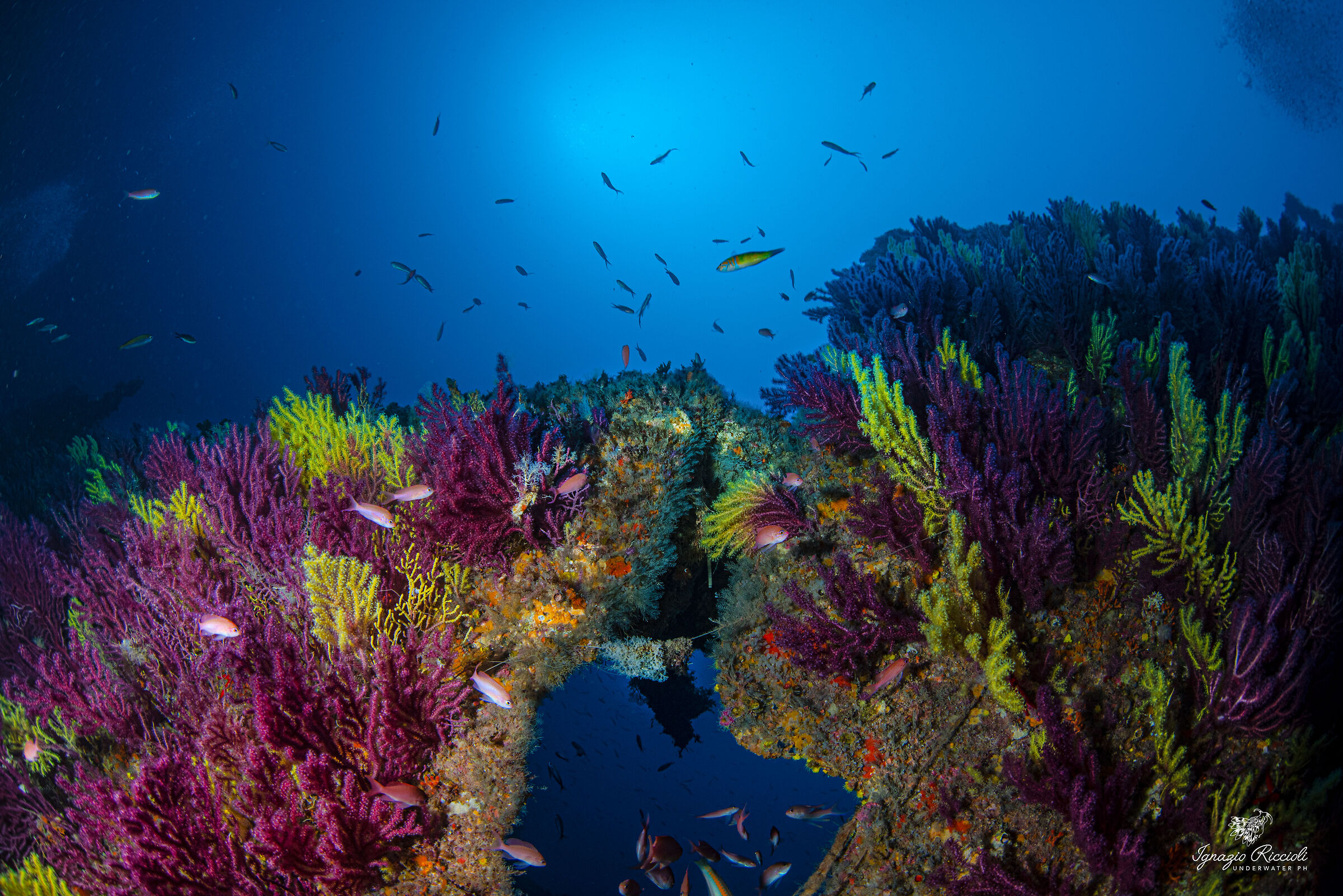 Paramuricea clavata bicolore