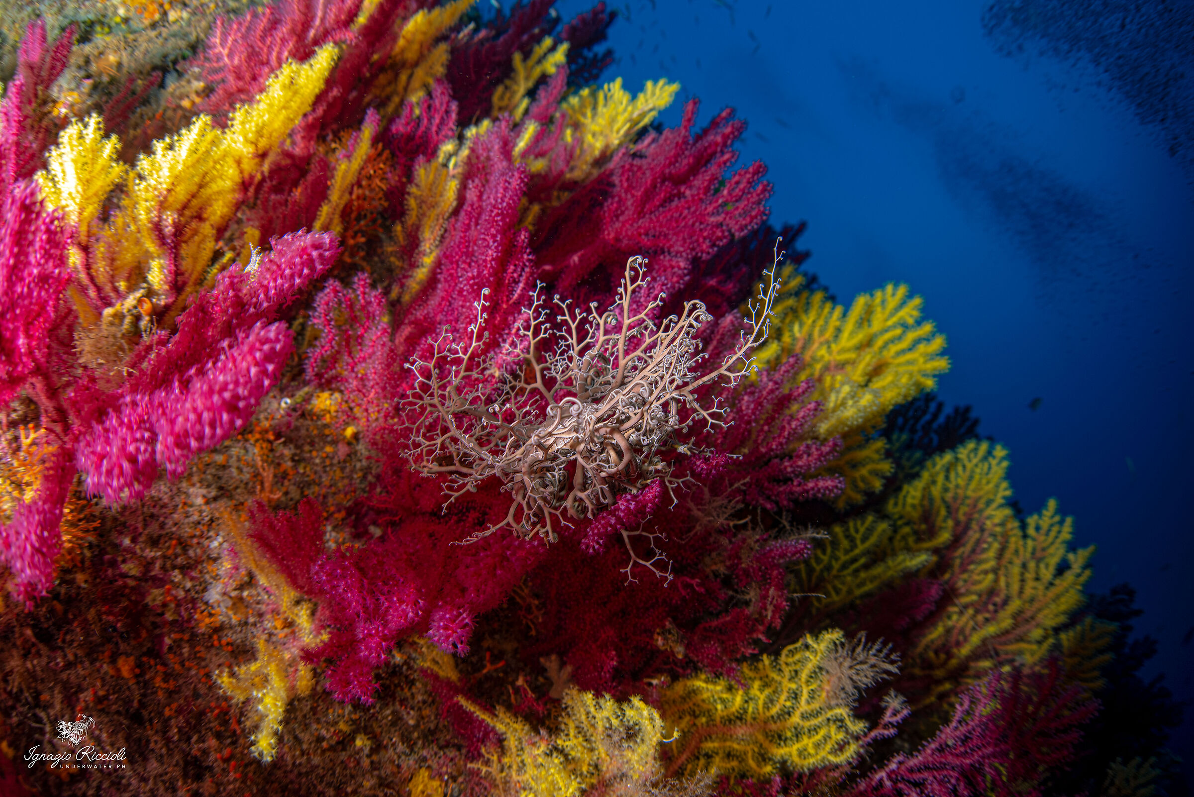 Paramuricea clavata bicolore