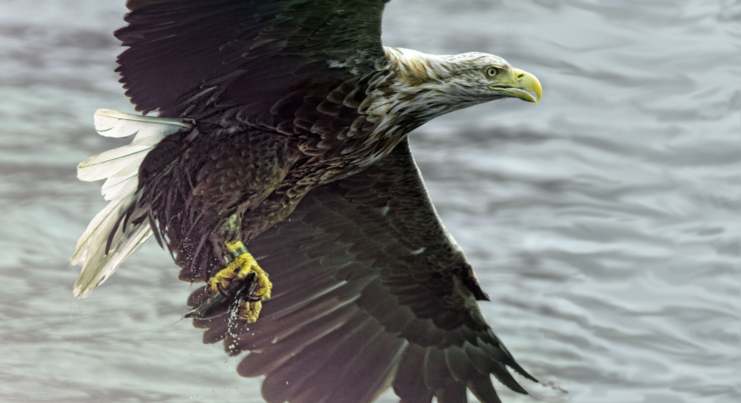 Sea Eagle (Scotland)