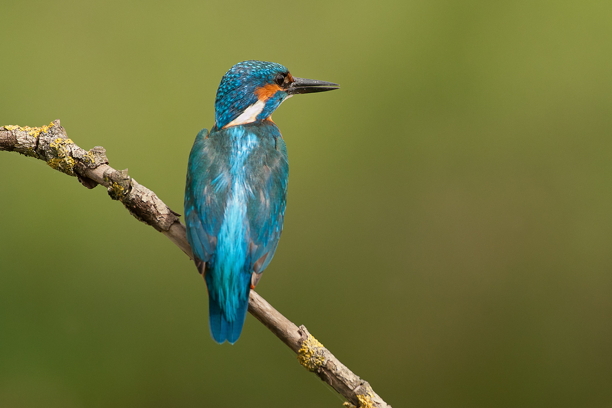 Il mio primo martino