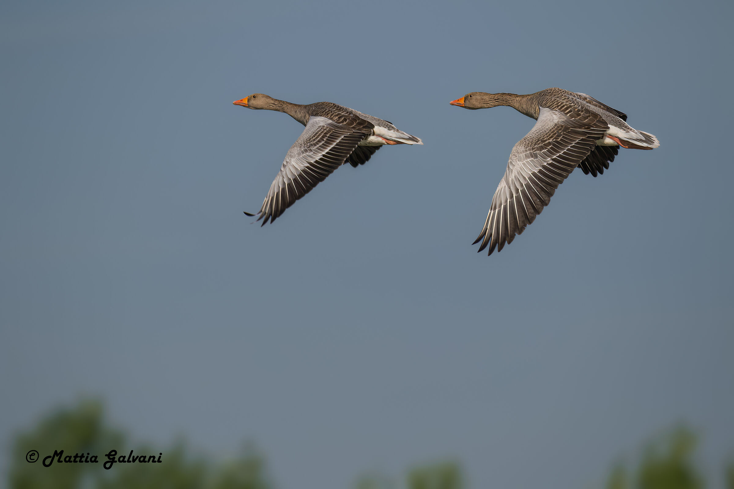 The synchronous flight of the Wild Geese