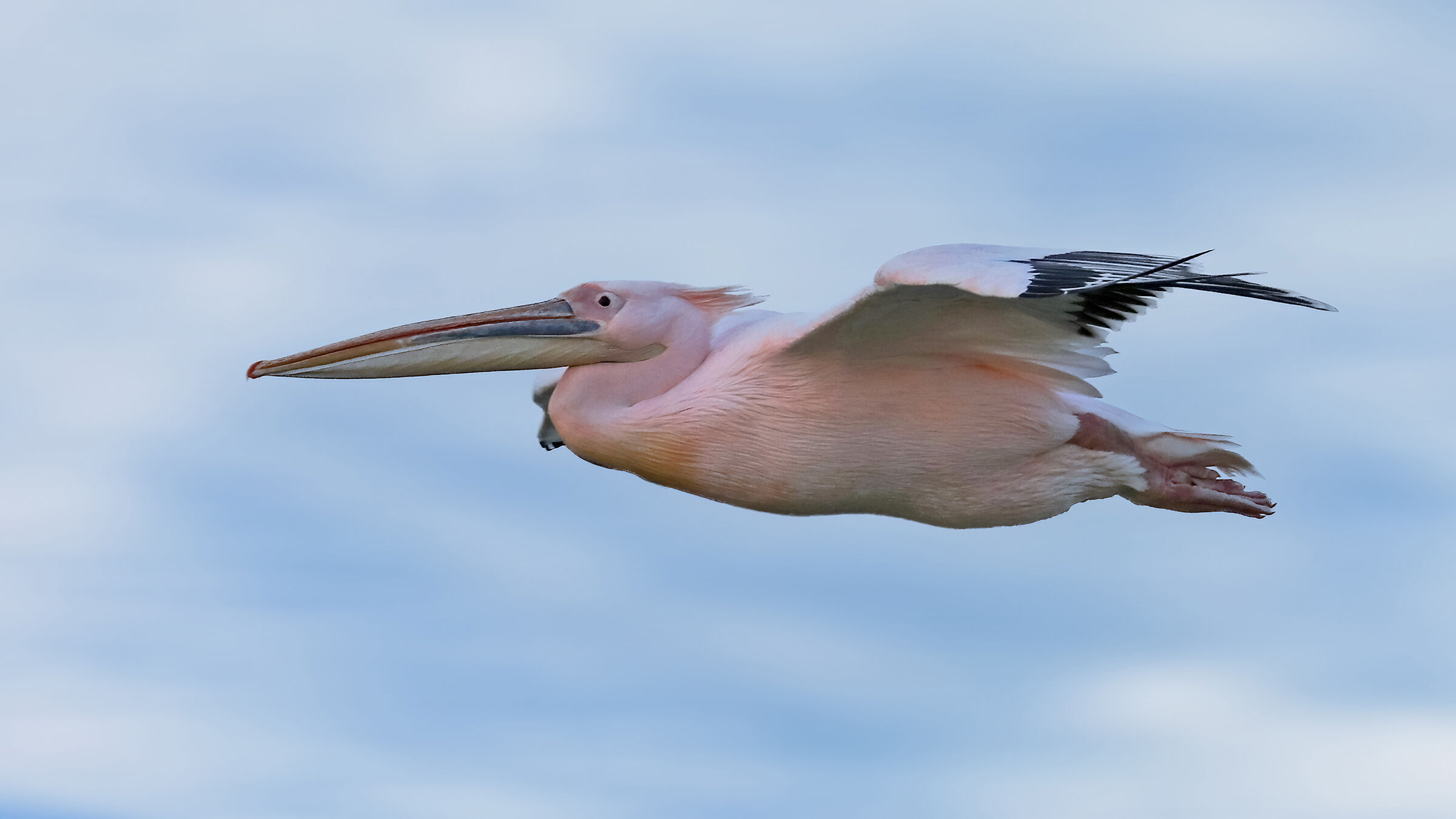 Pelican