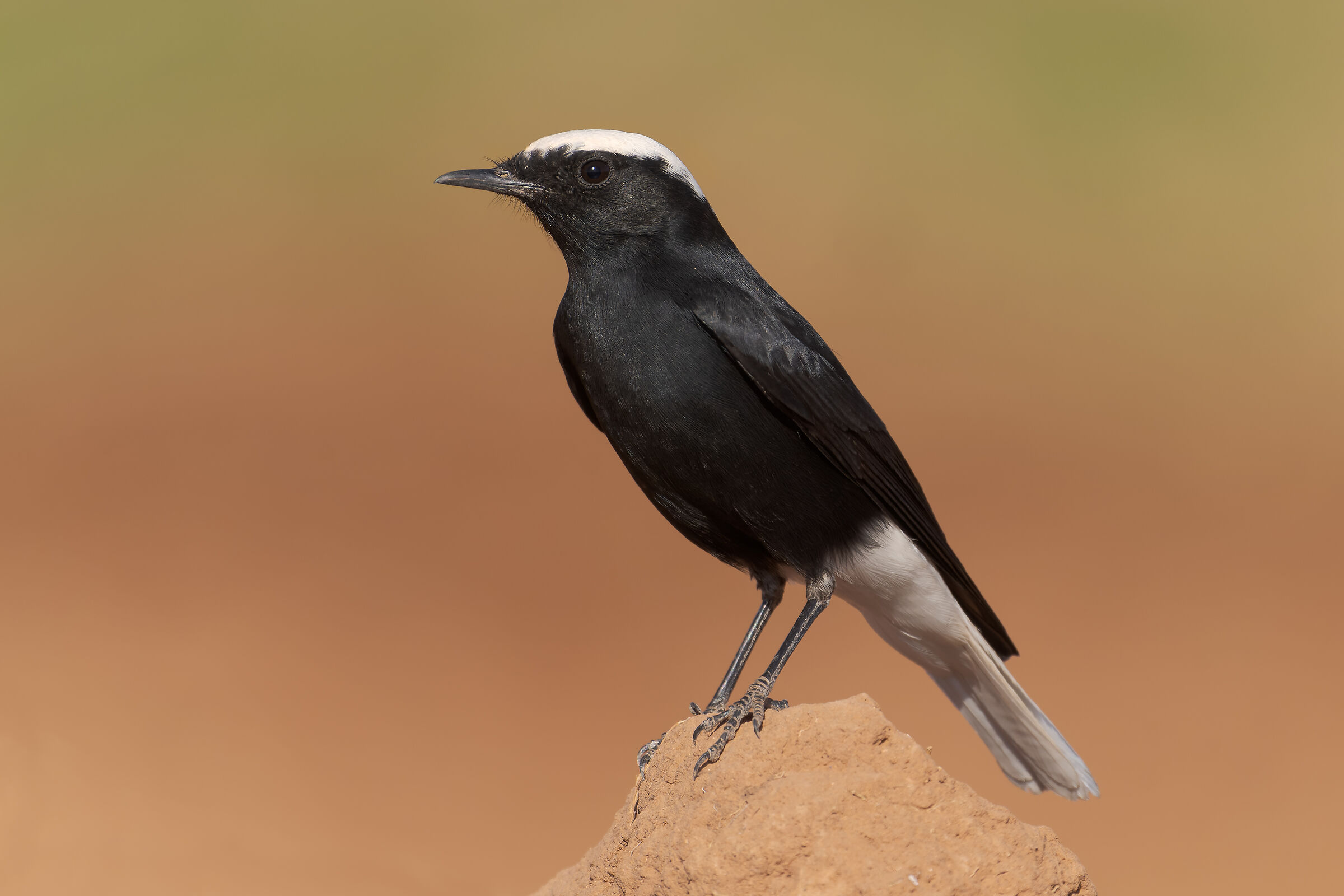 Monachella testabianca