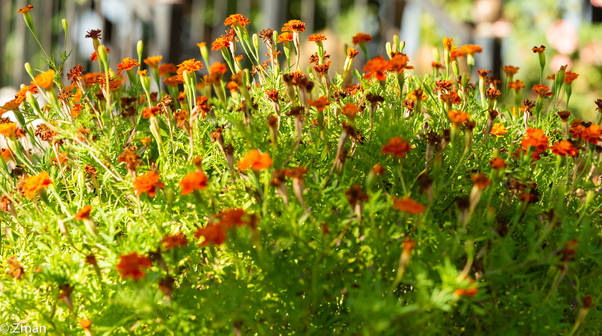 Alla ricerca della luce