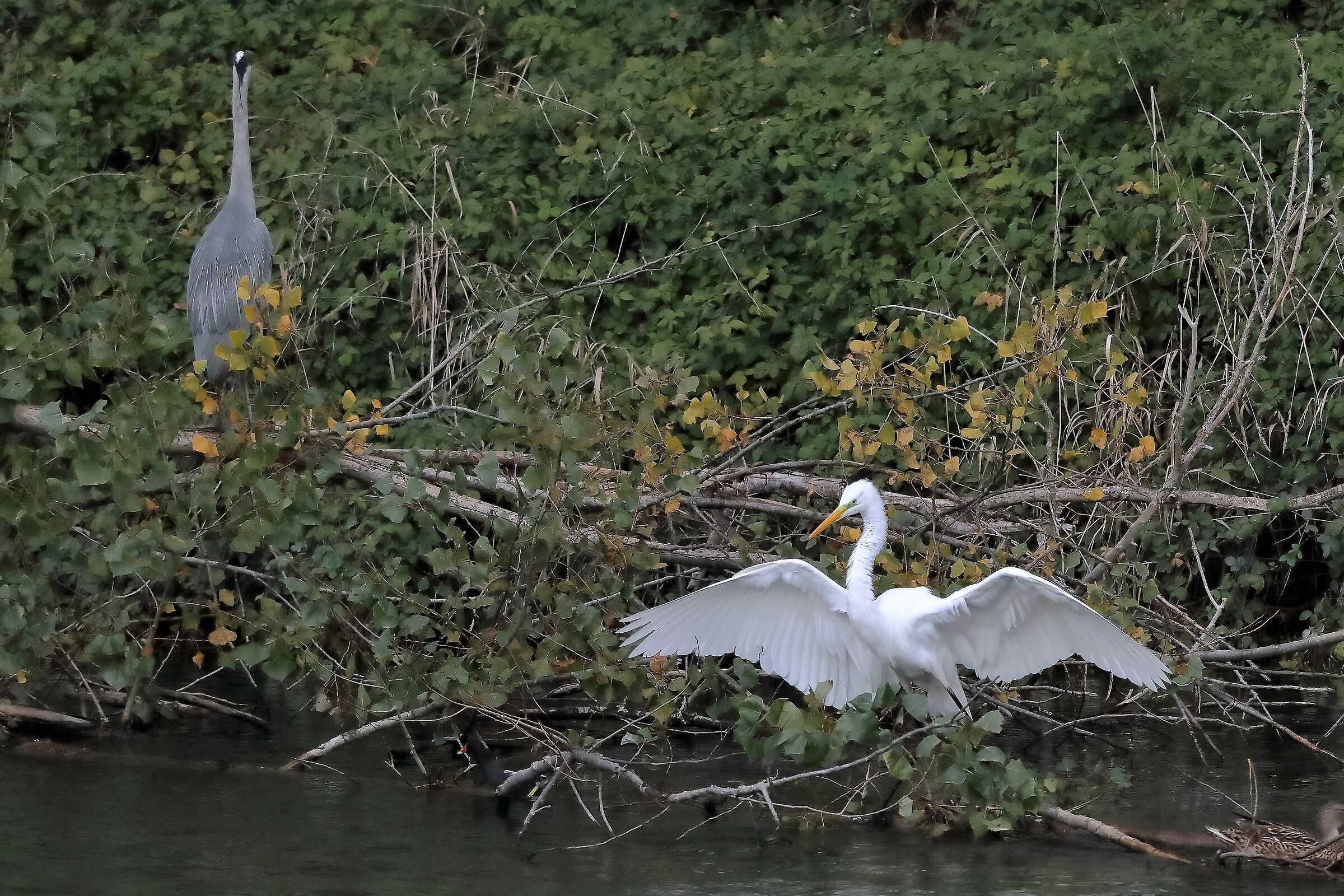 Airone BM 10-11-2022