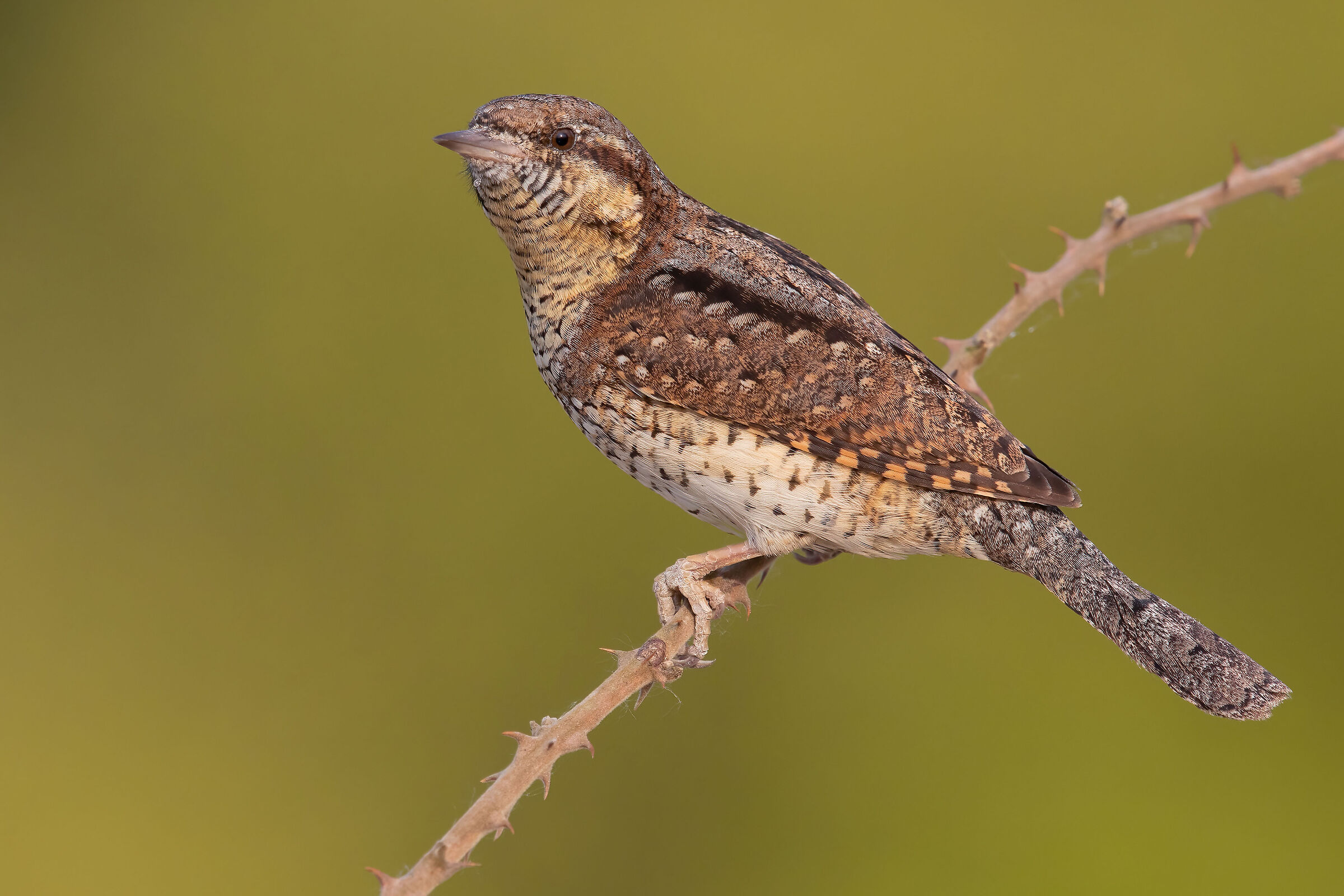 wryneck