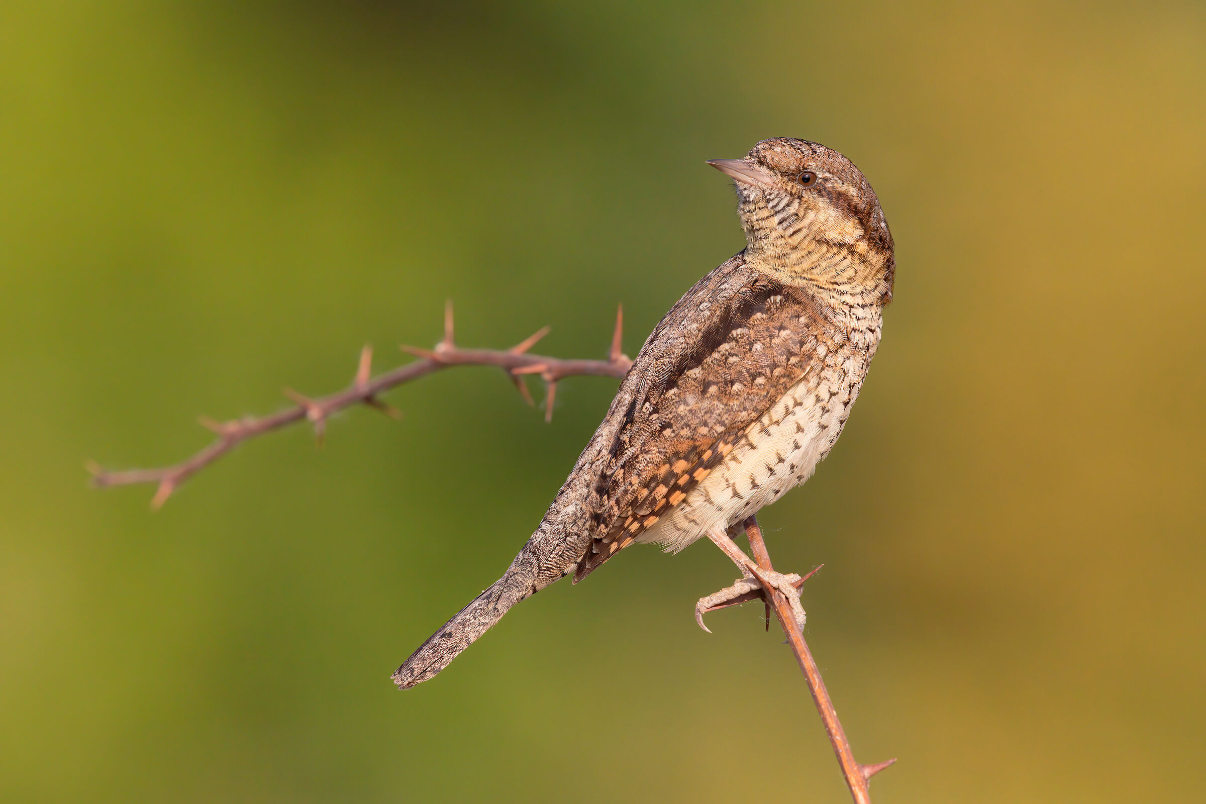 wryneck