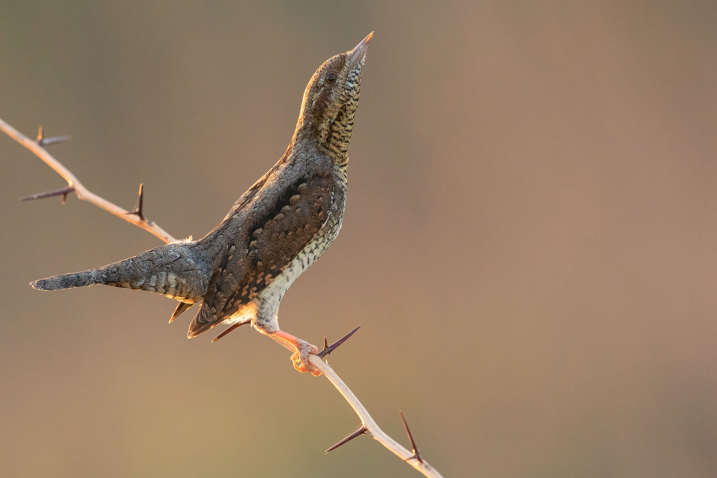 wryneck
