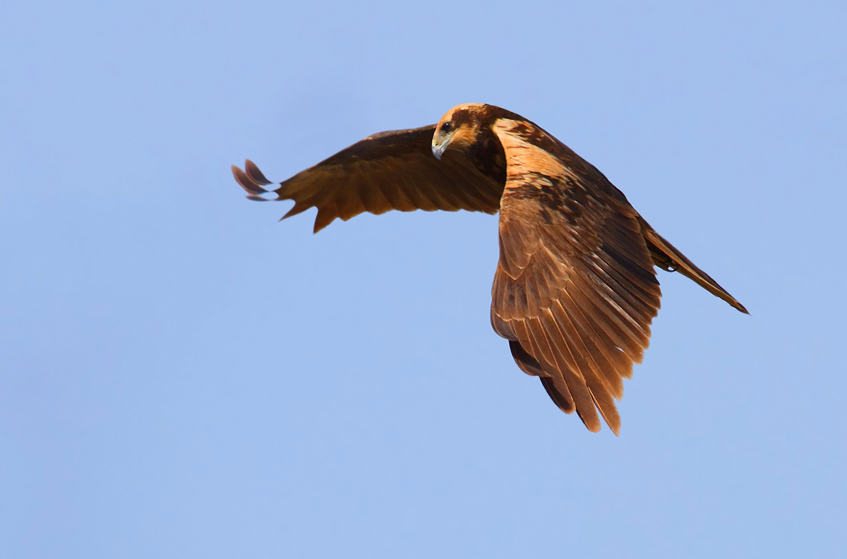marsh harrier