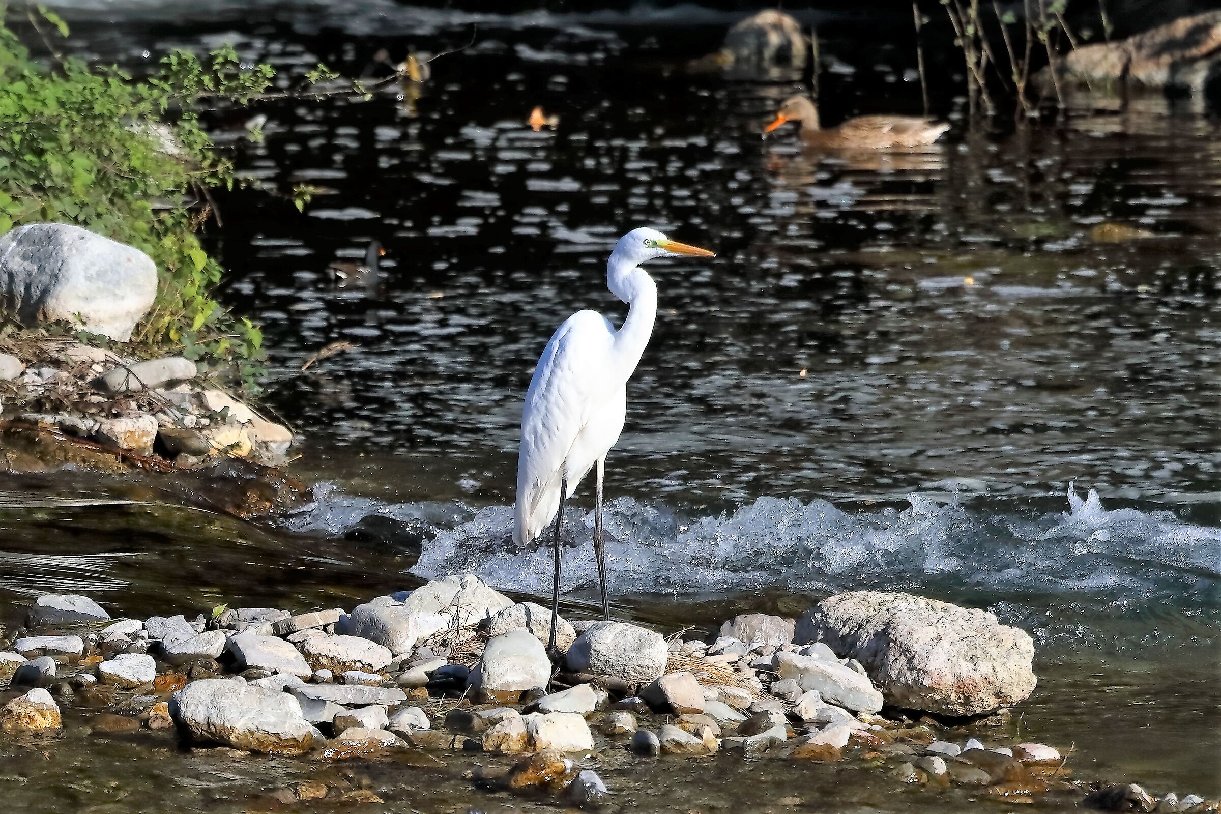 Airone BM 13-11-2022