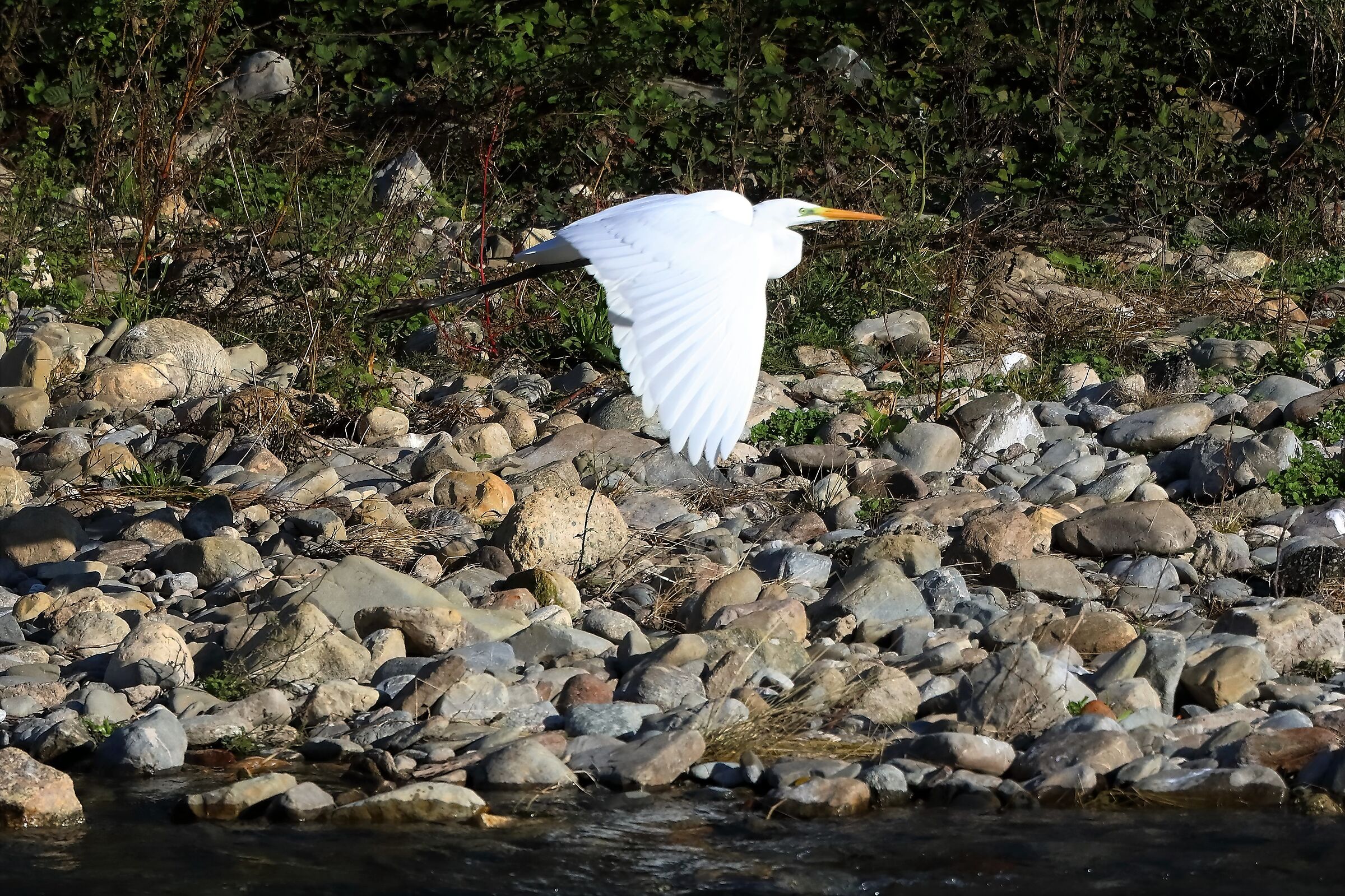 Airone BM 13-11-2022