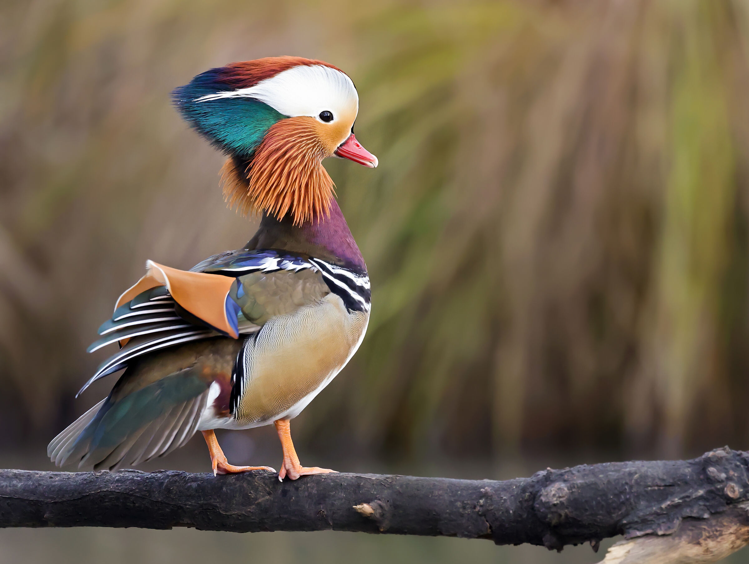 "Male Mandarin Duck..."