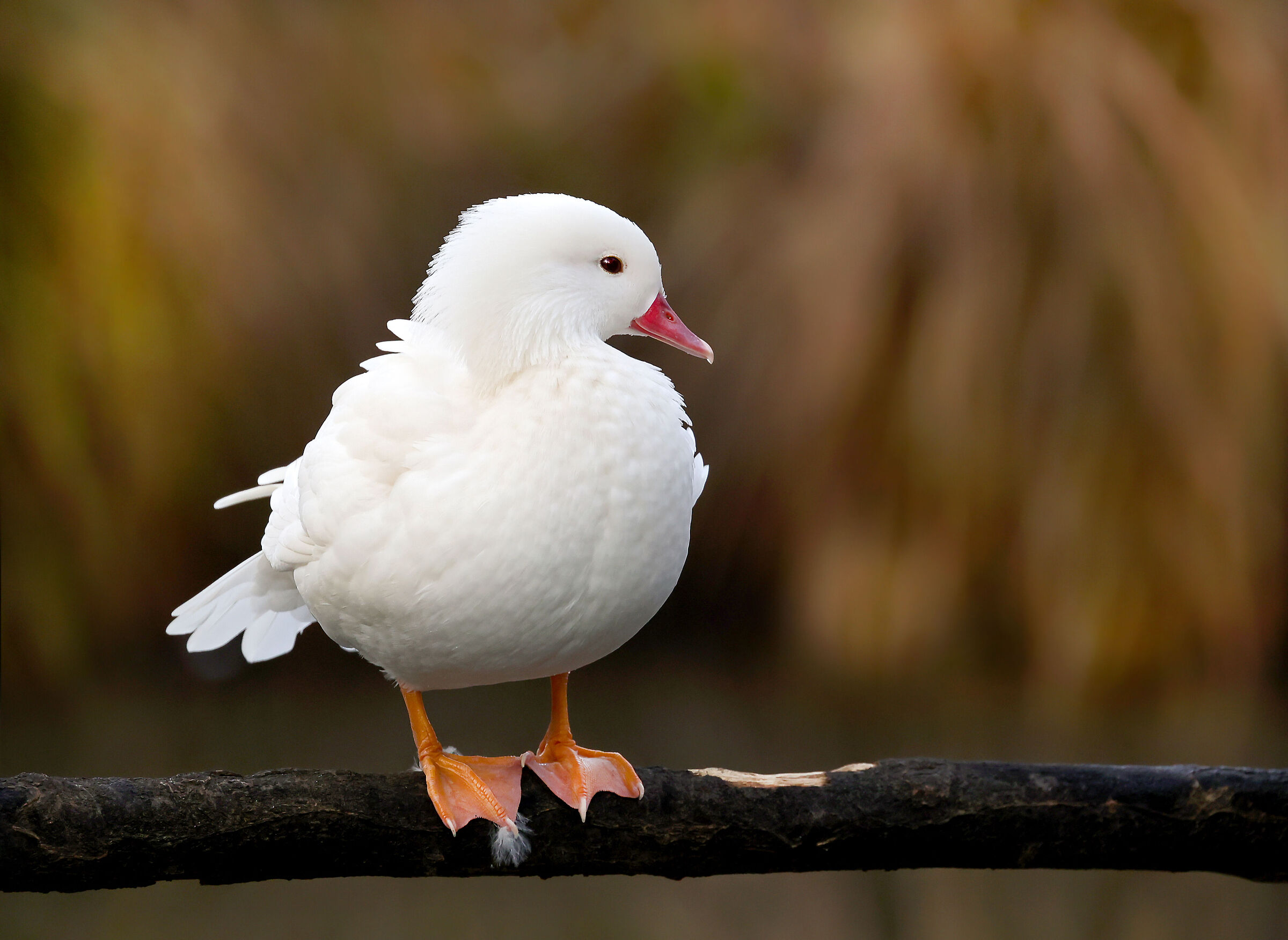"Female Albina Mandarin Duck..."