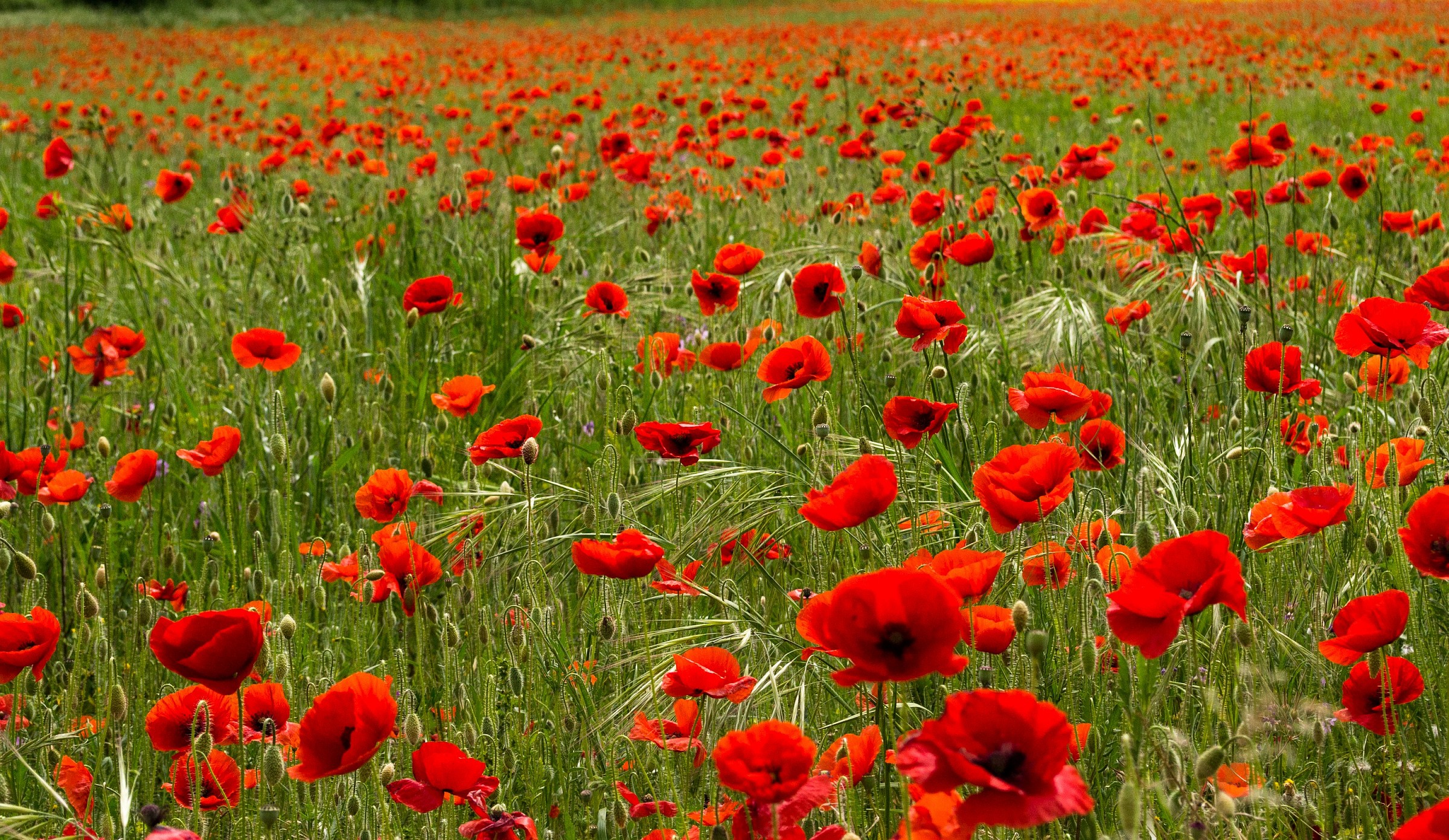 It's a wonderful world!