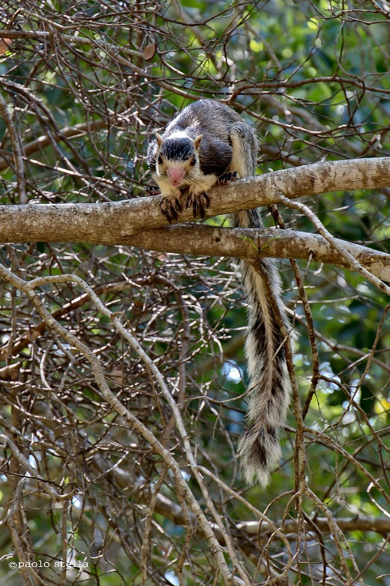 giant squirrel - Ratufa macroura