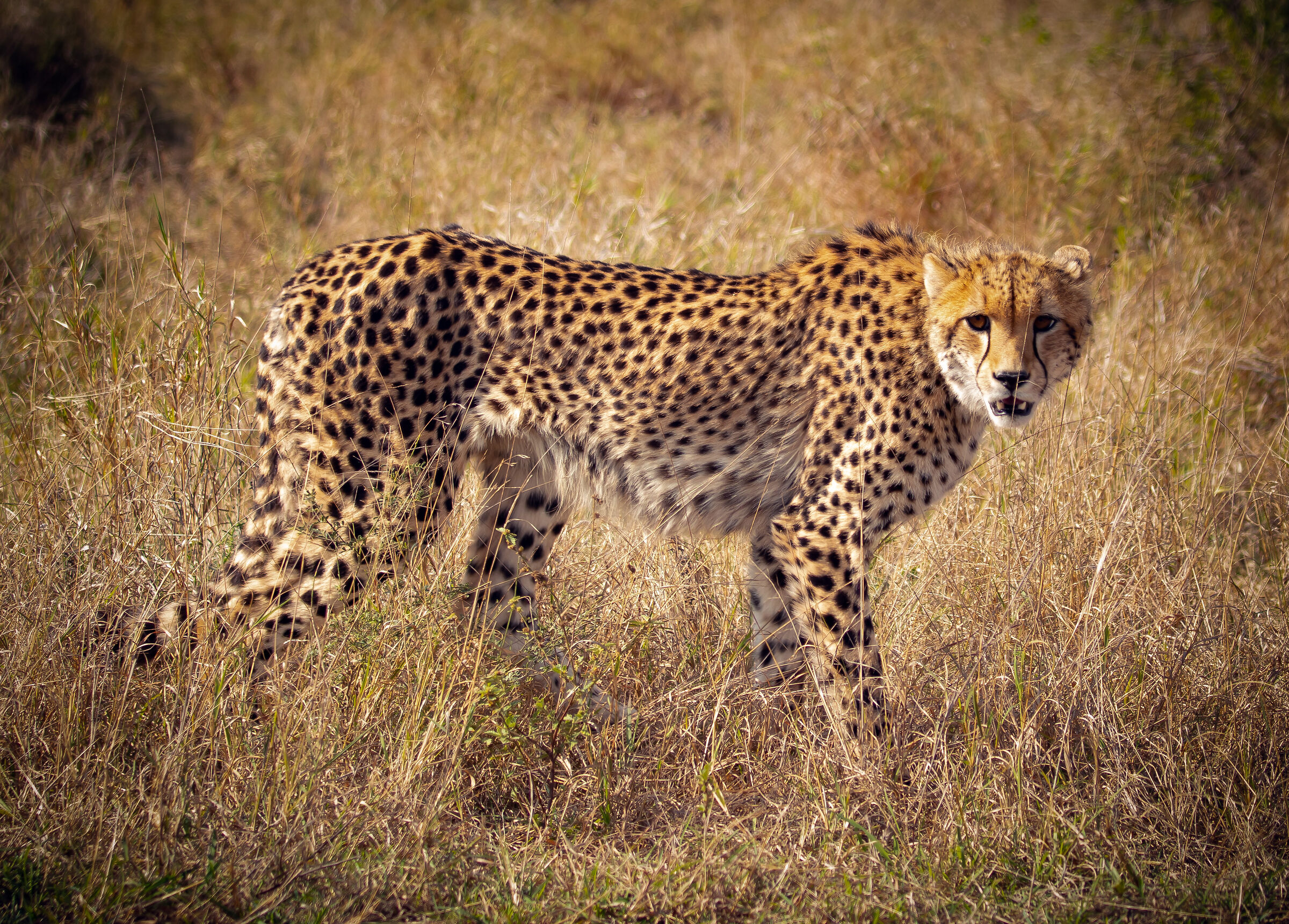 Cheetah