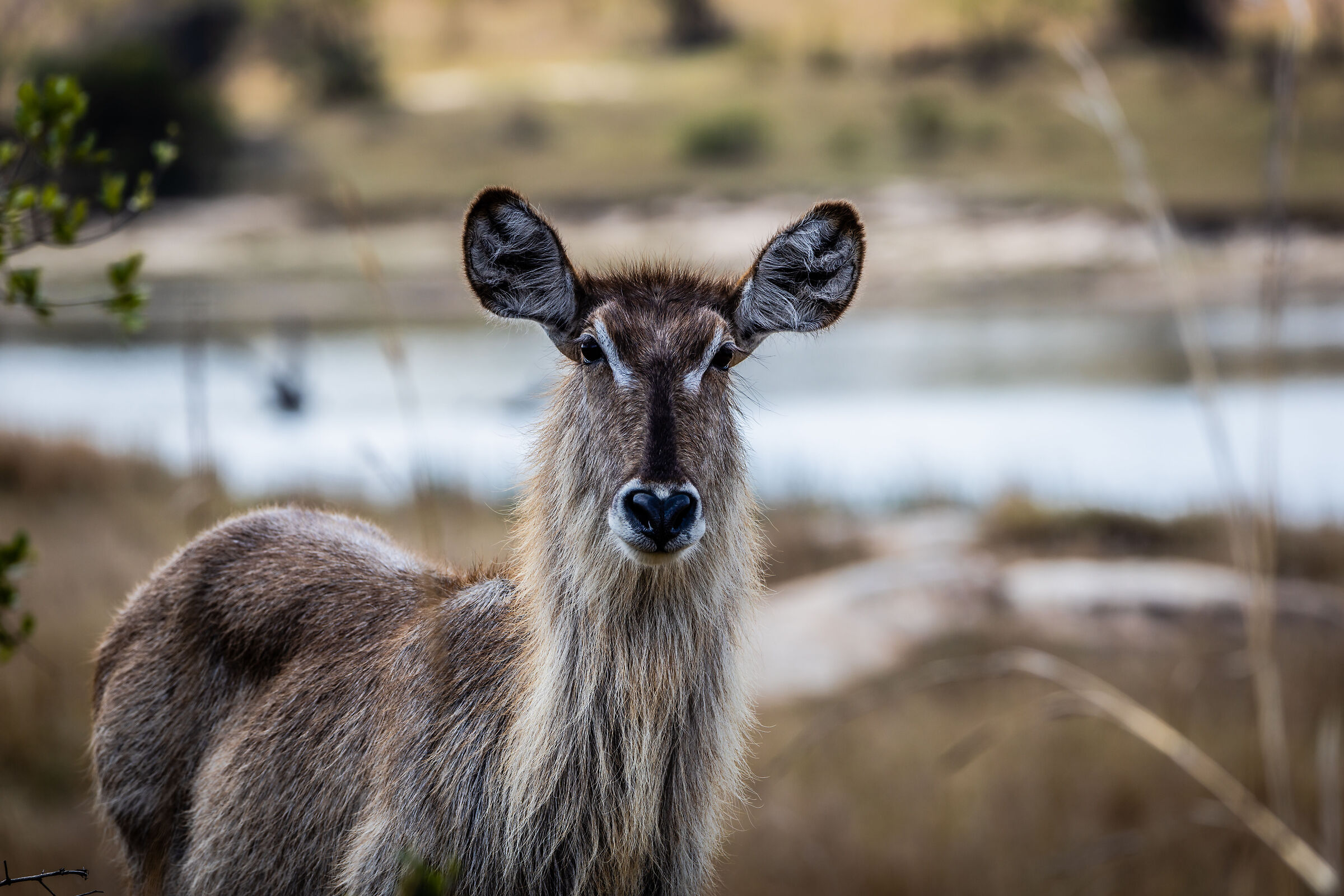 Waterbuck