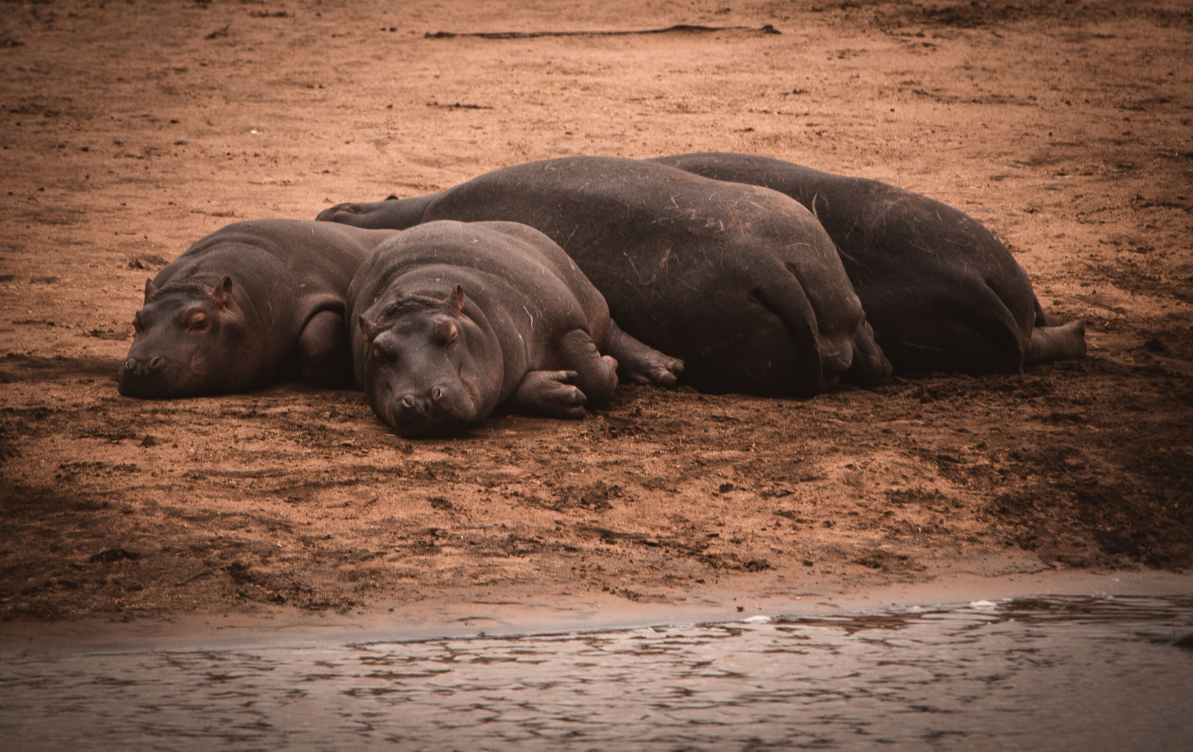 Hippos