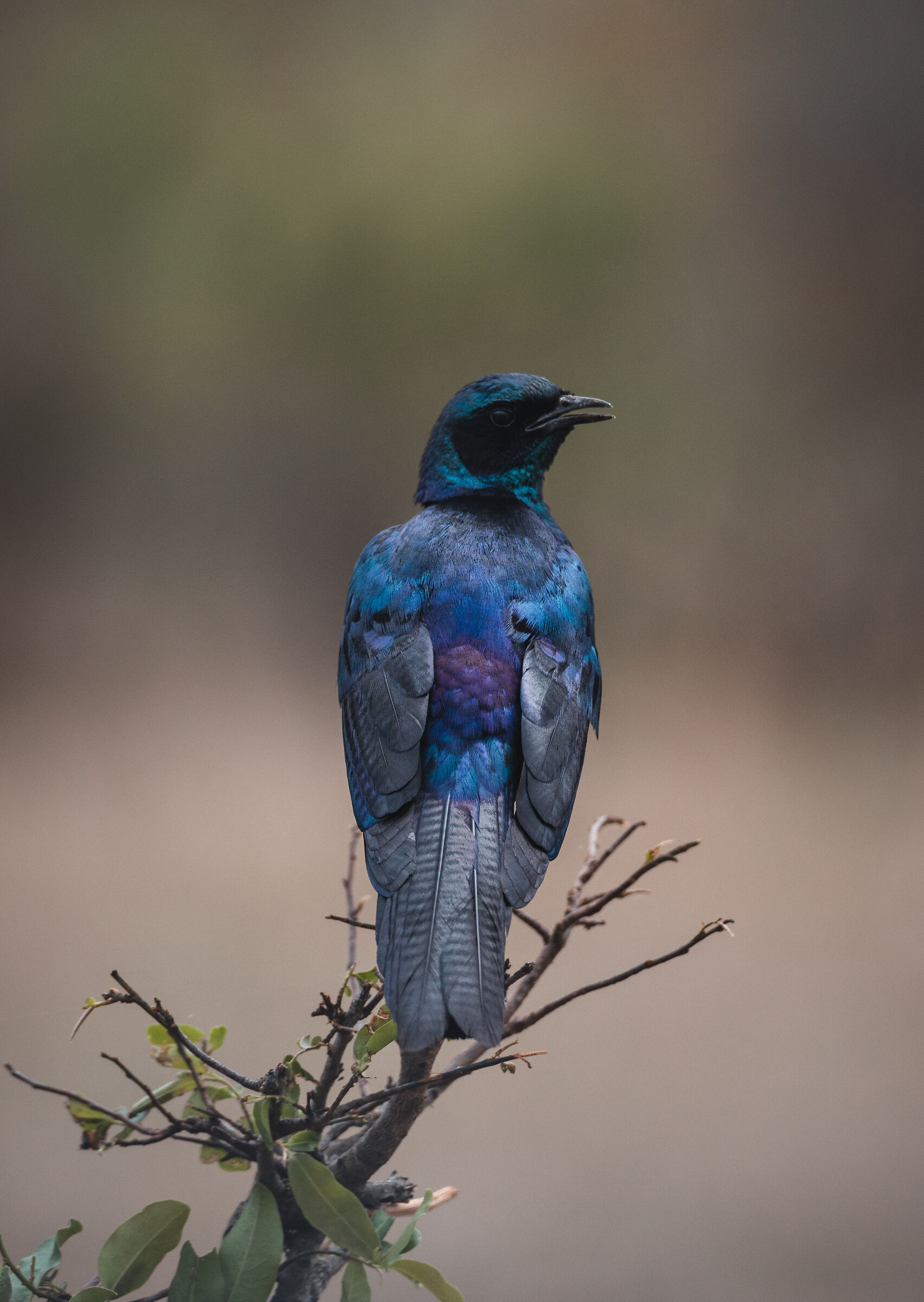 Lamprotornis purpureus