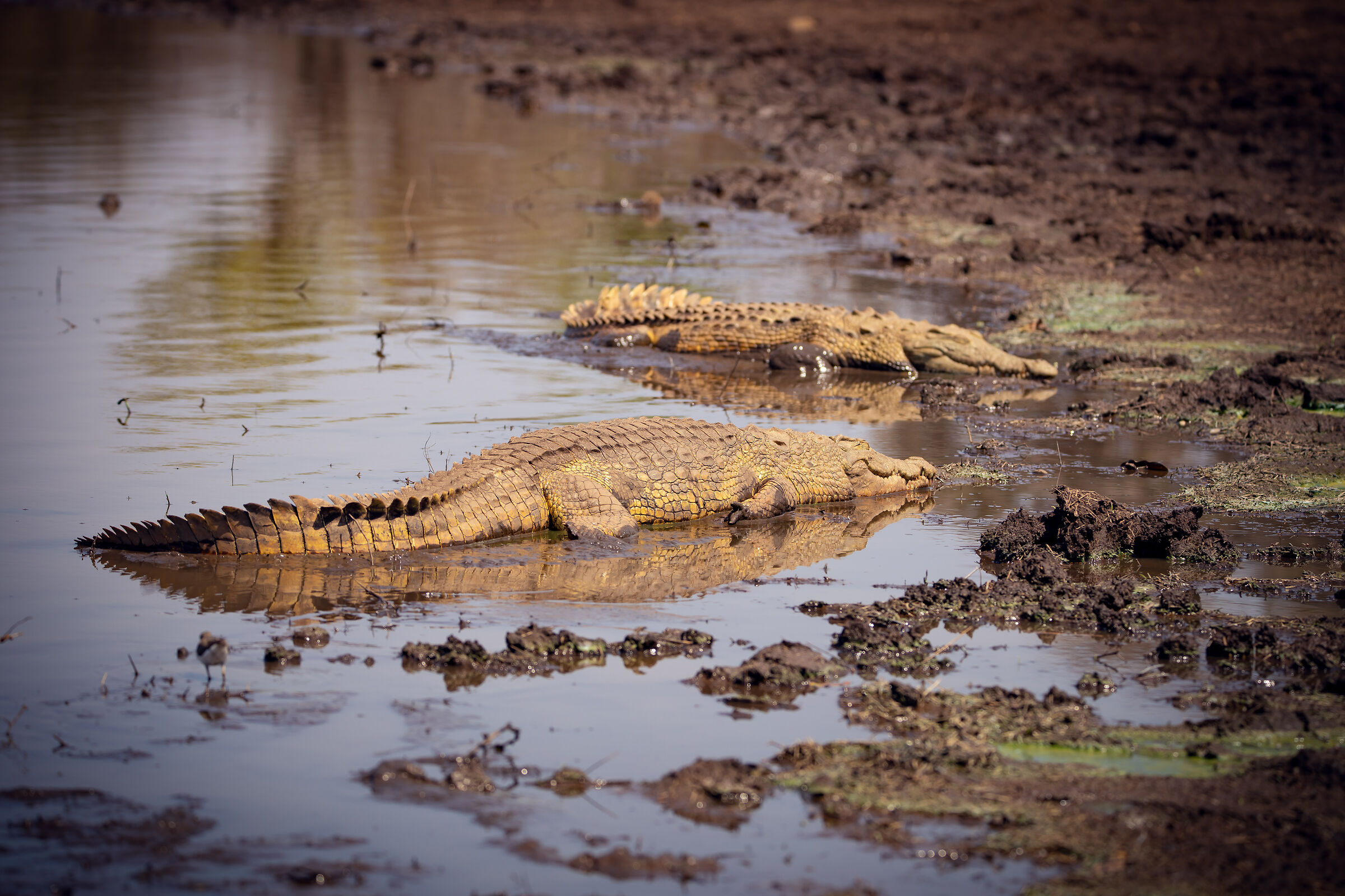 Crocodiles