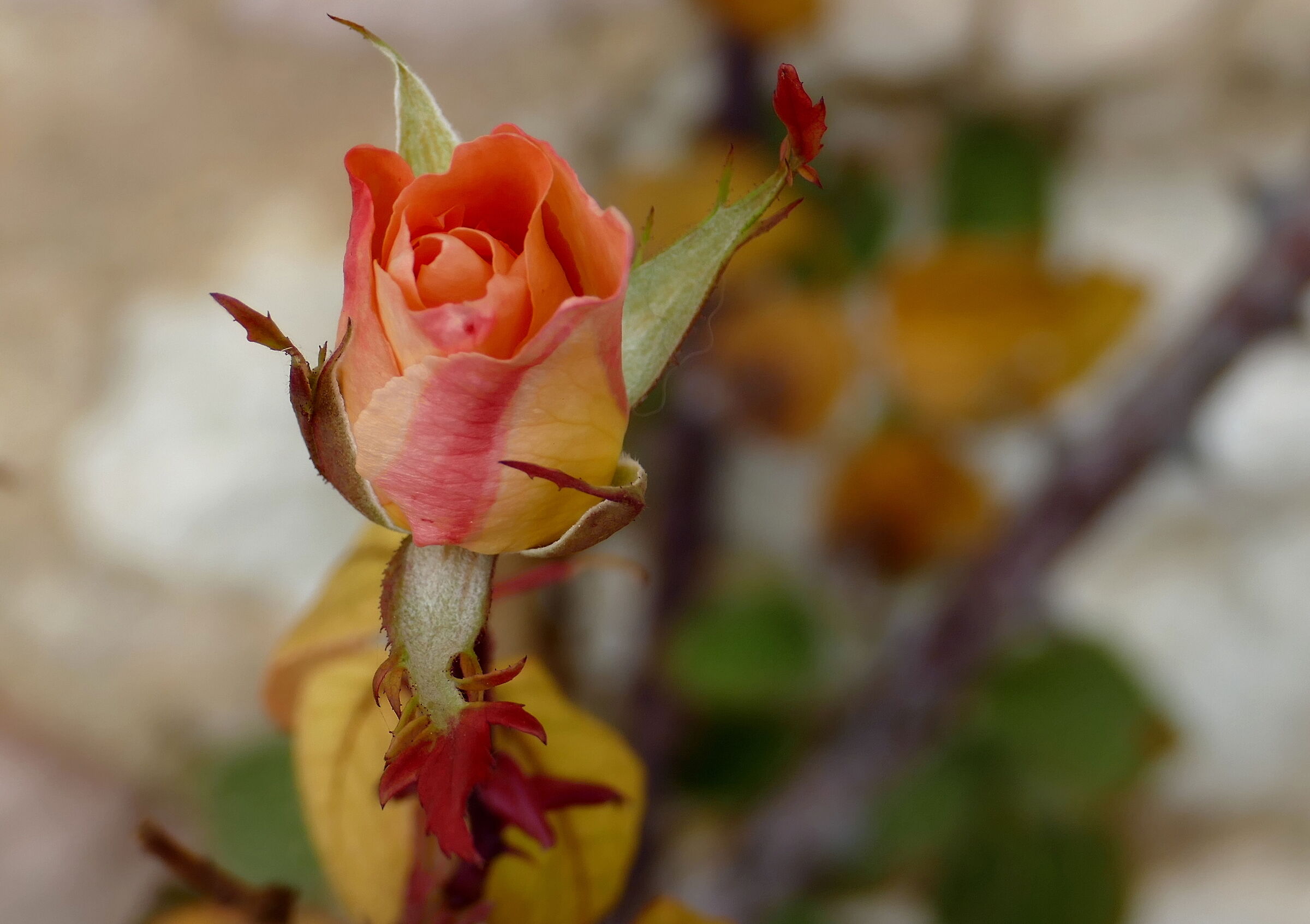 Rosa autunnale, invernale.....