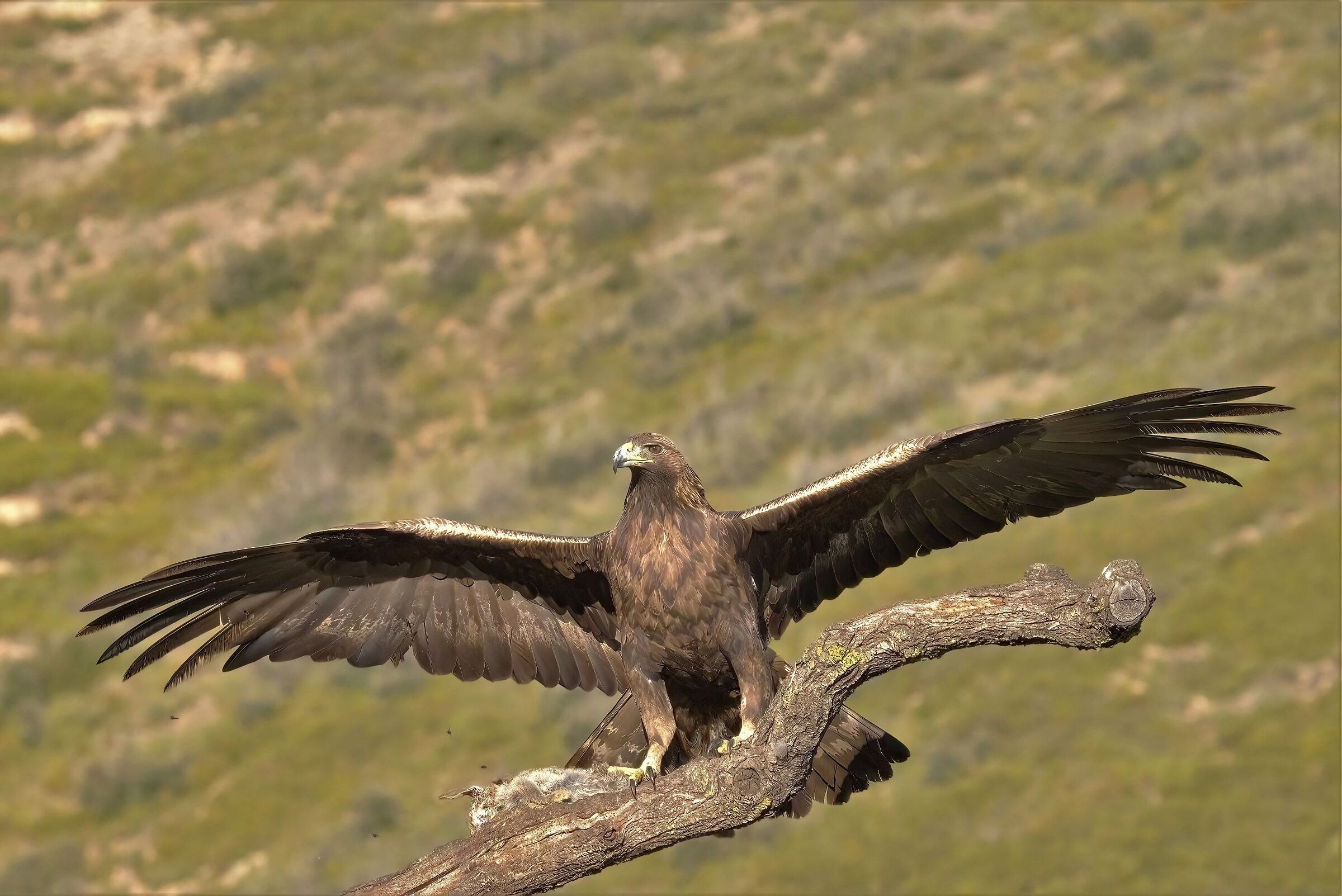 golden eagle