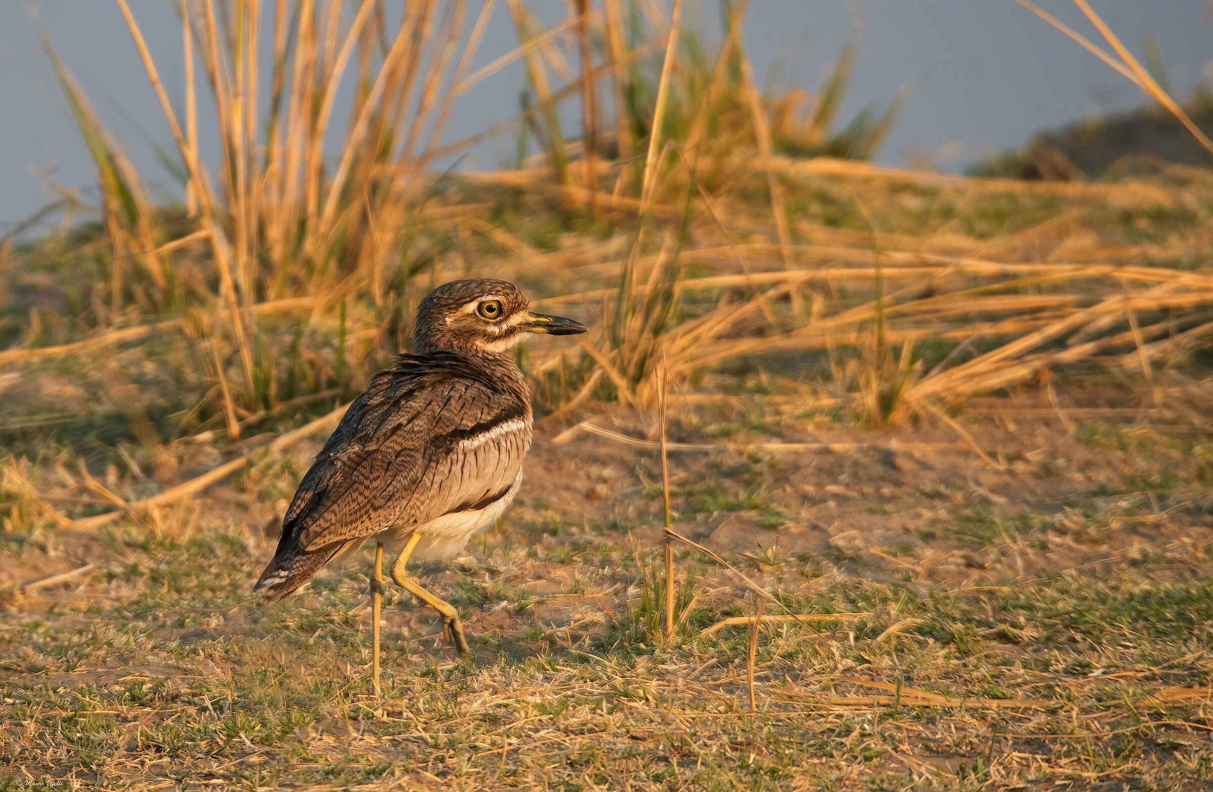 Vermicolate dipper-eyed (Burhinus vermiculatus)