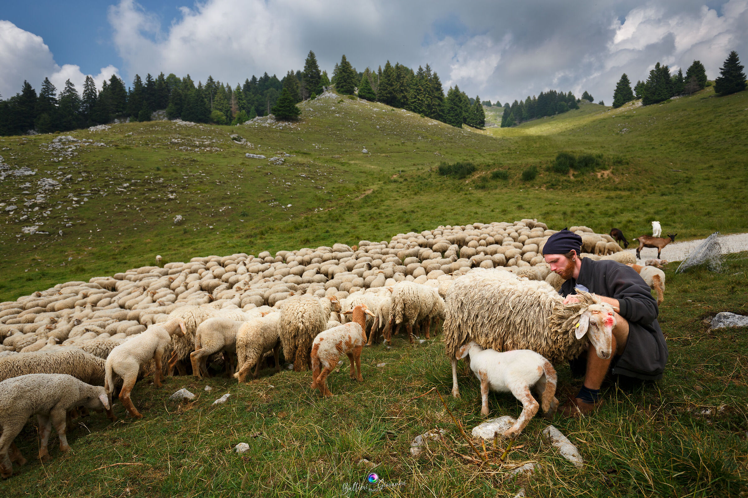 Flock of Brogne sheep